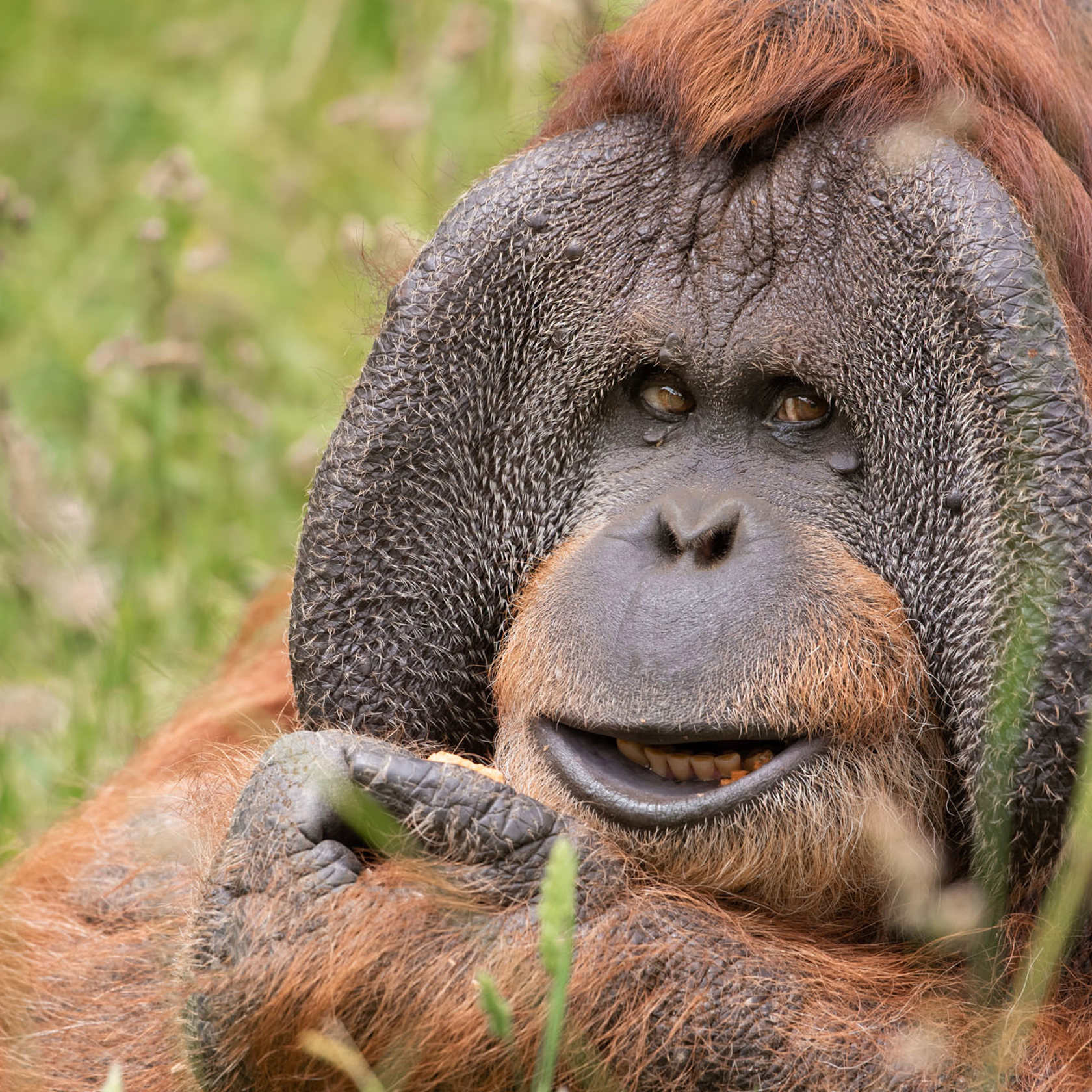 Sumatran Orangutan Dagu at Jersey Zoo