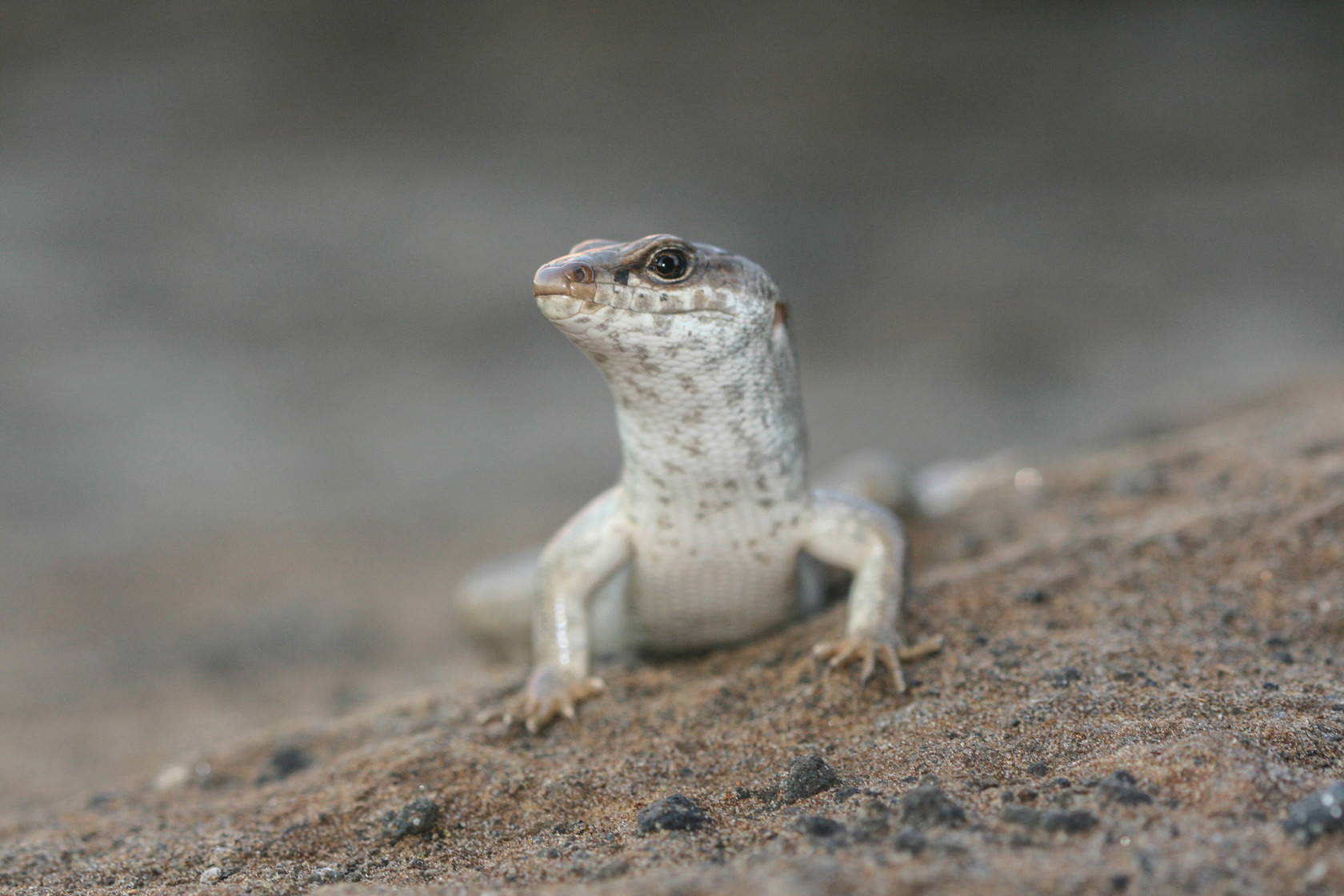 Telfair's Skink Round Island (2), N. Cole