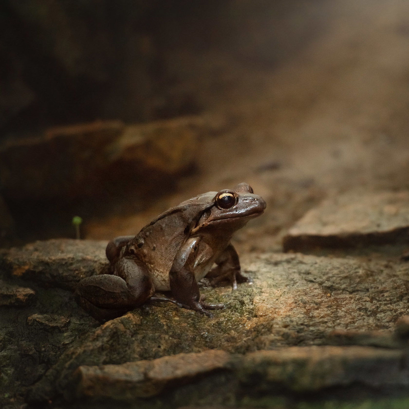 Mountain chicken frog at Jersey Zoo