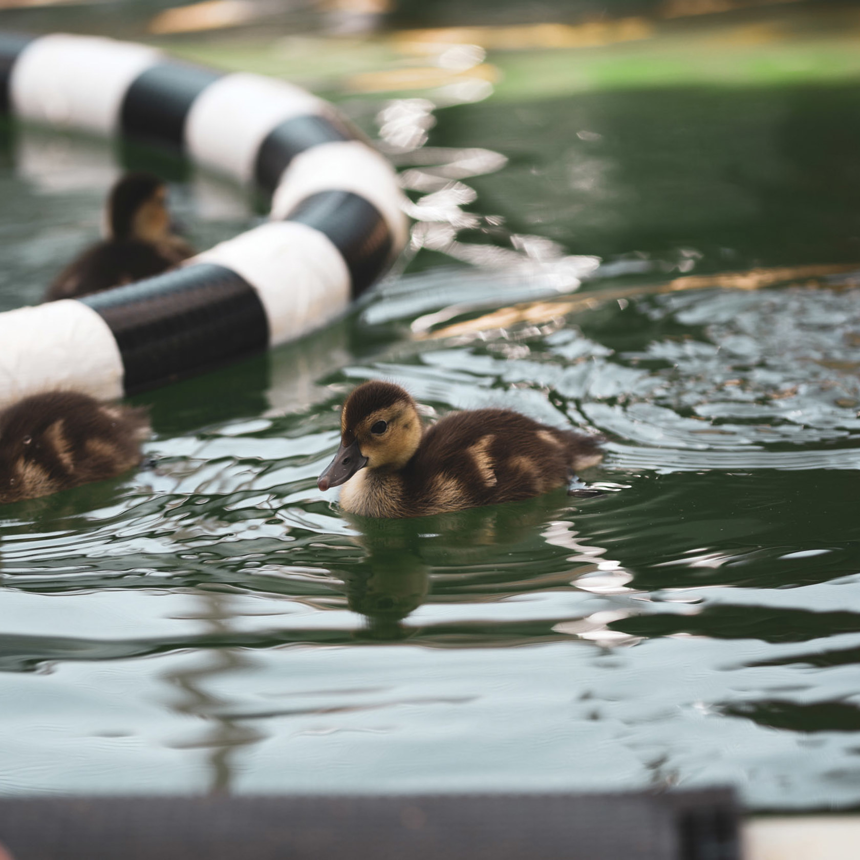 Pochard Wild Life 2020 Vol1 2018 07