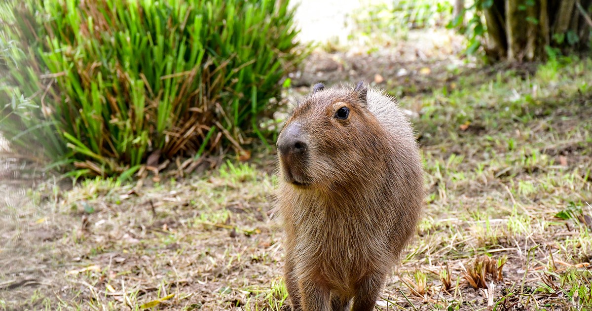 Meet Jersey Zoo's new capybaras, Maple and Olive