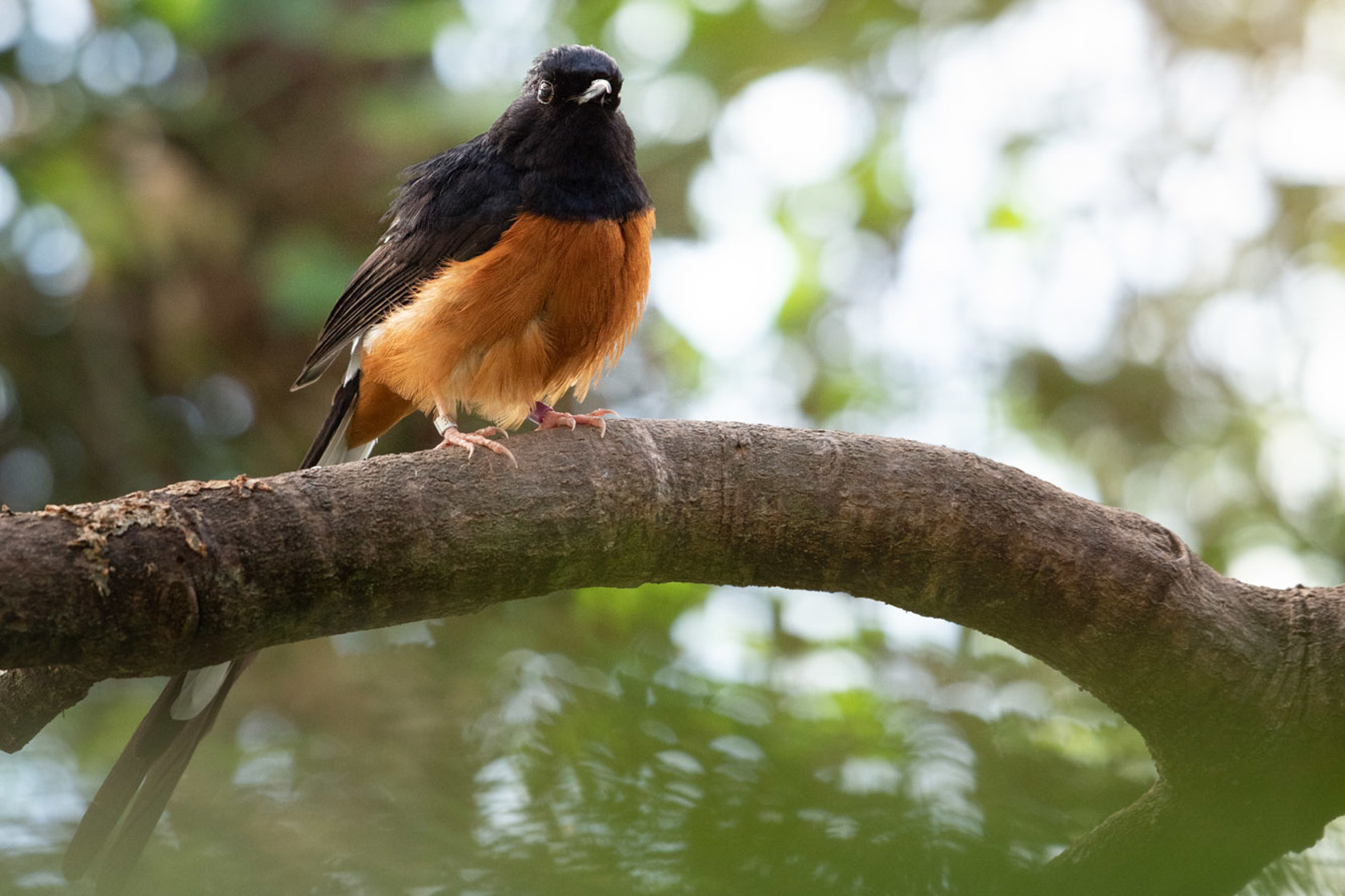 White Rumped Shama 2021 01