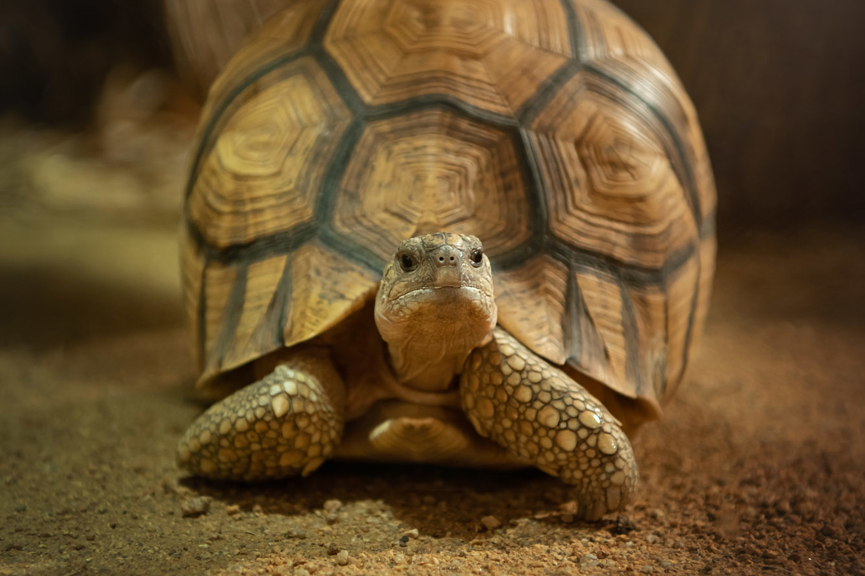 A Ploughshare Tortoise at Jersey Zoo