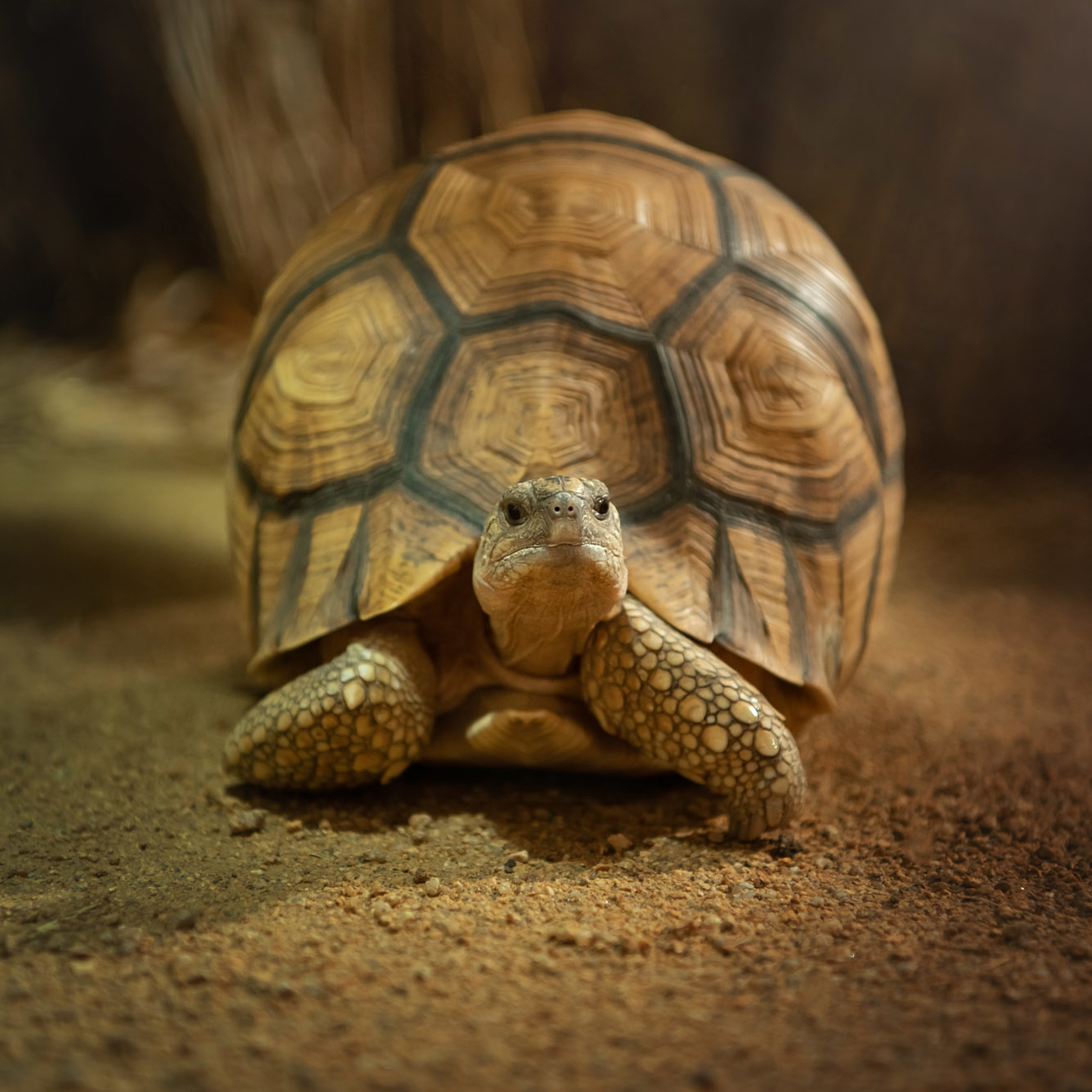 A Ploughshare Tortoise at Jersey Zoo