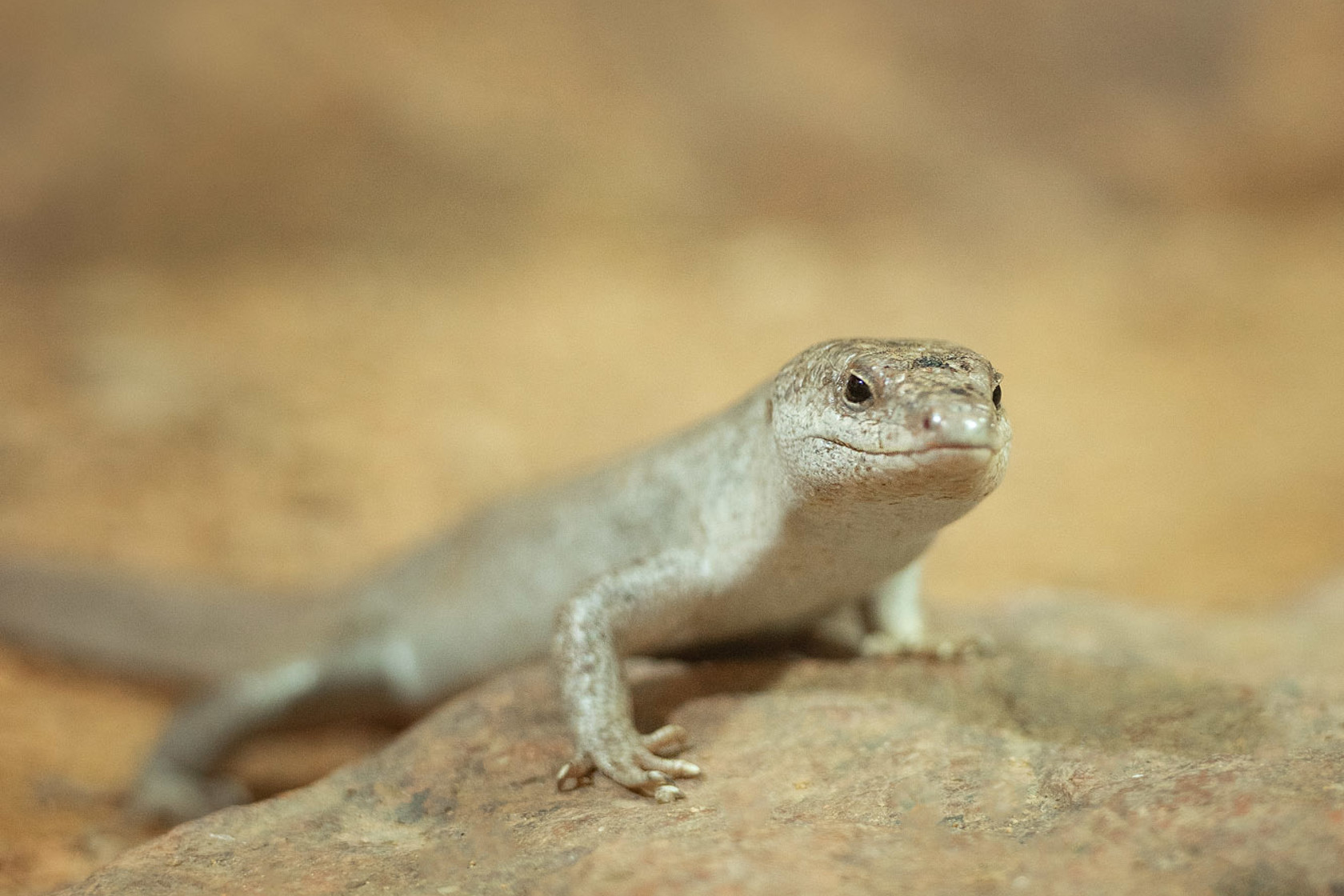 Telfair's Skink at Jersey Zoo