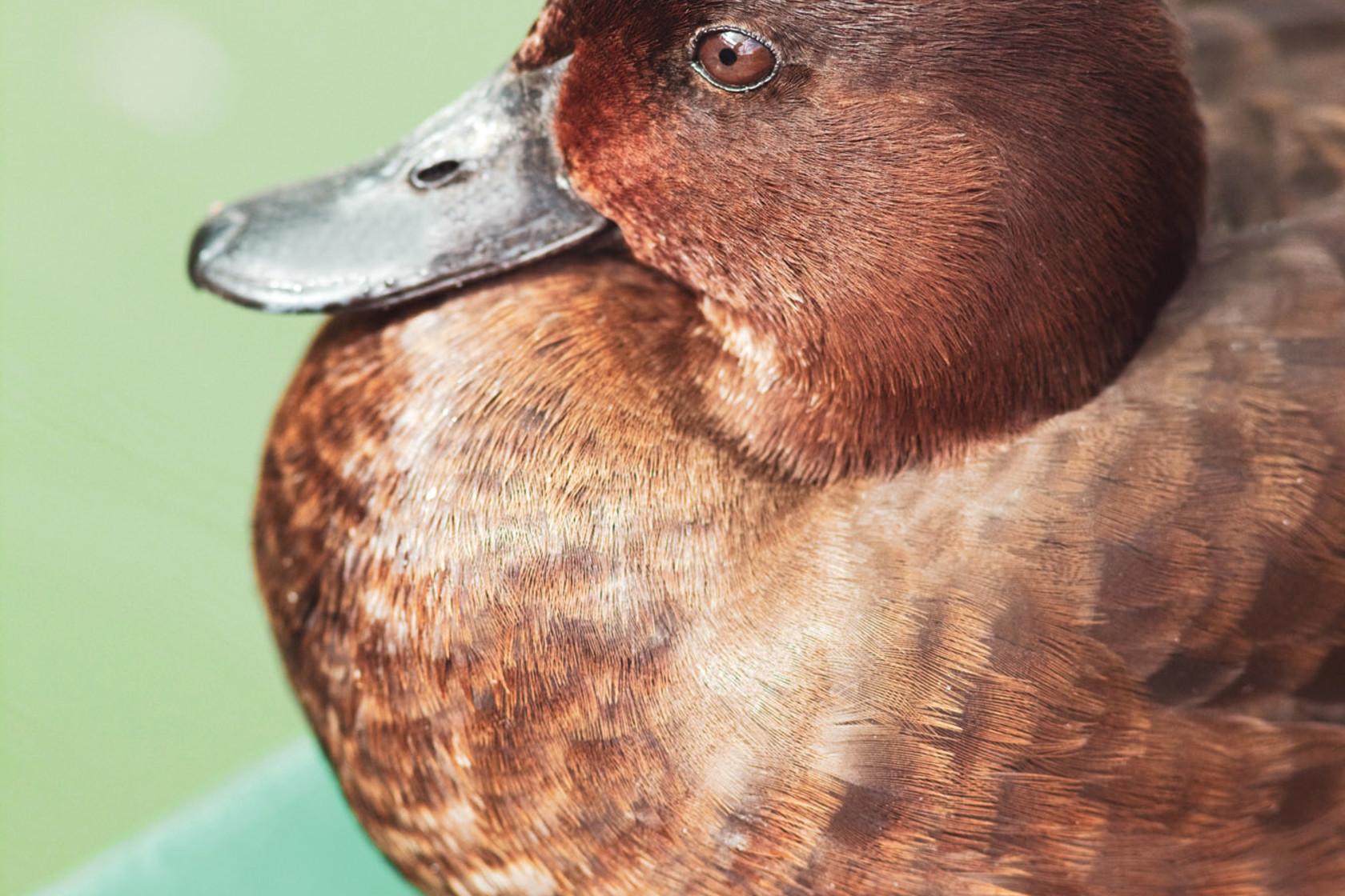 Pochard Wild Life 2020 Vol1 2015 05