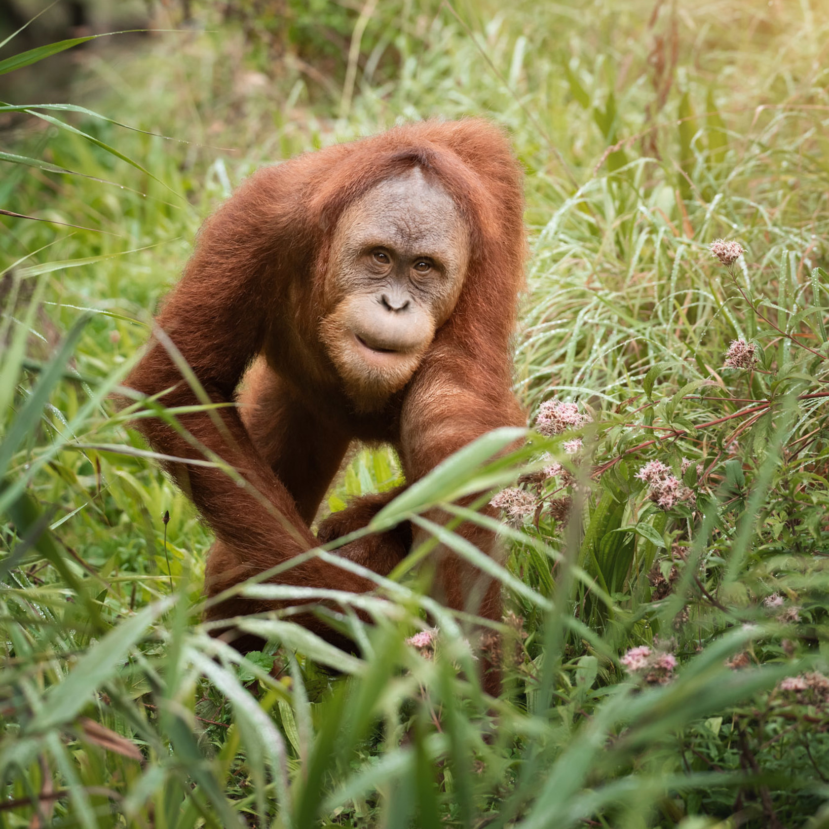 Sumatran Orangutan 2020 13