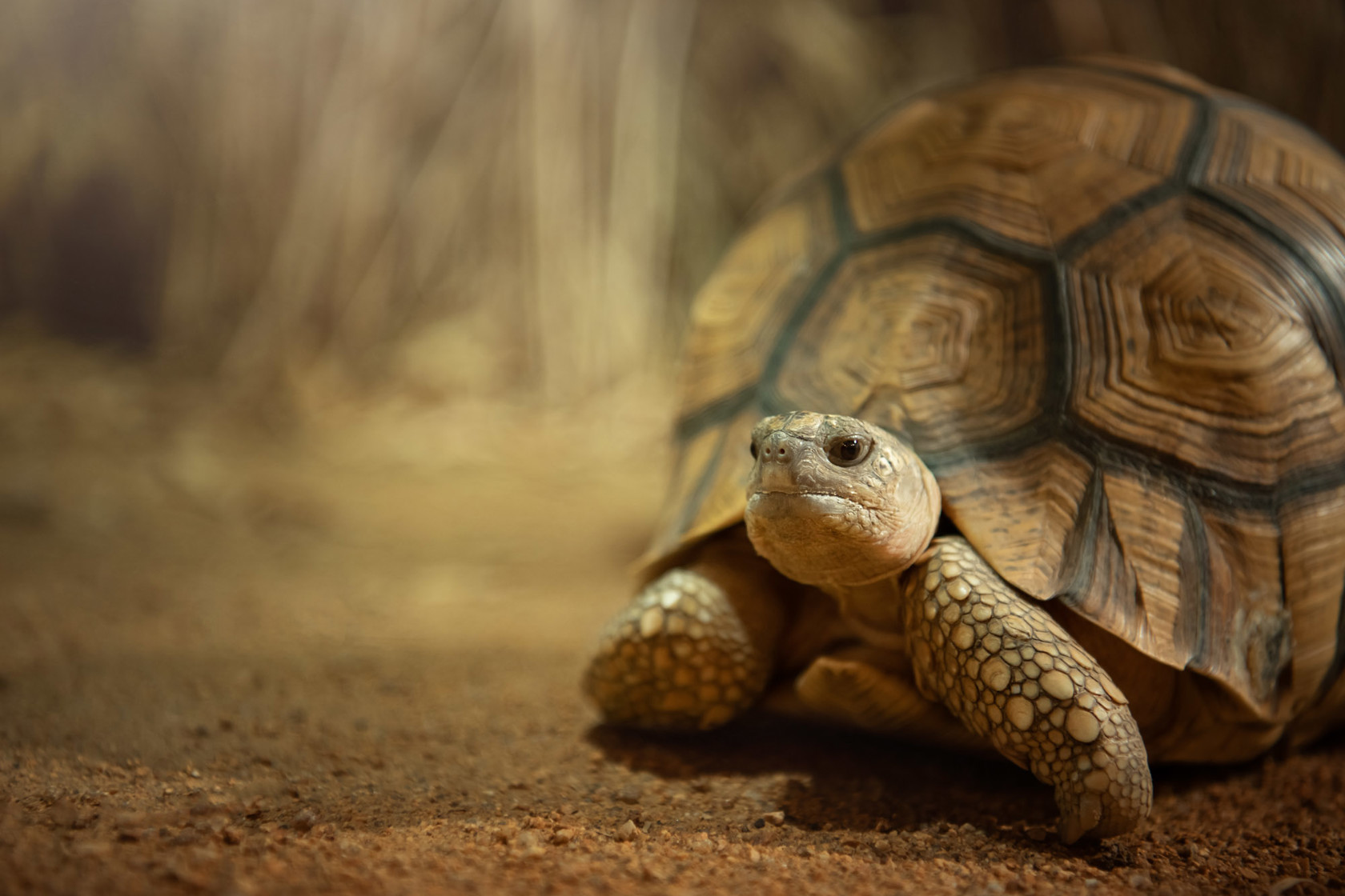 A Ploughshare Tortoise at Jersey Zoo