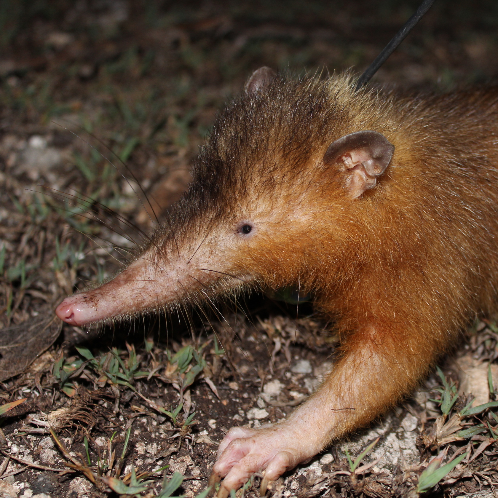 Hispaniolan Solenodon (Solenodon paradoxus). Photo credit: Rocío Pozo