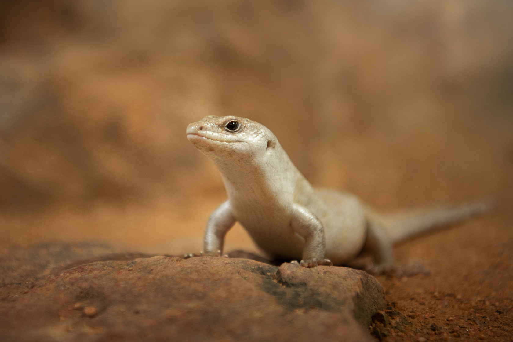 Telfair's Skink at Jersey Zoo