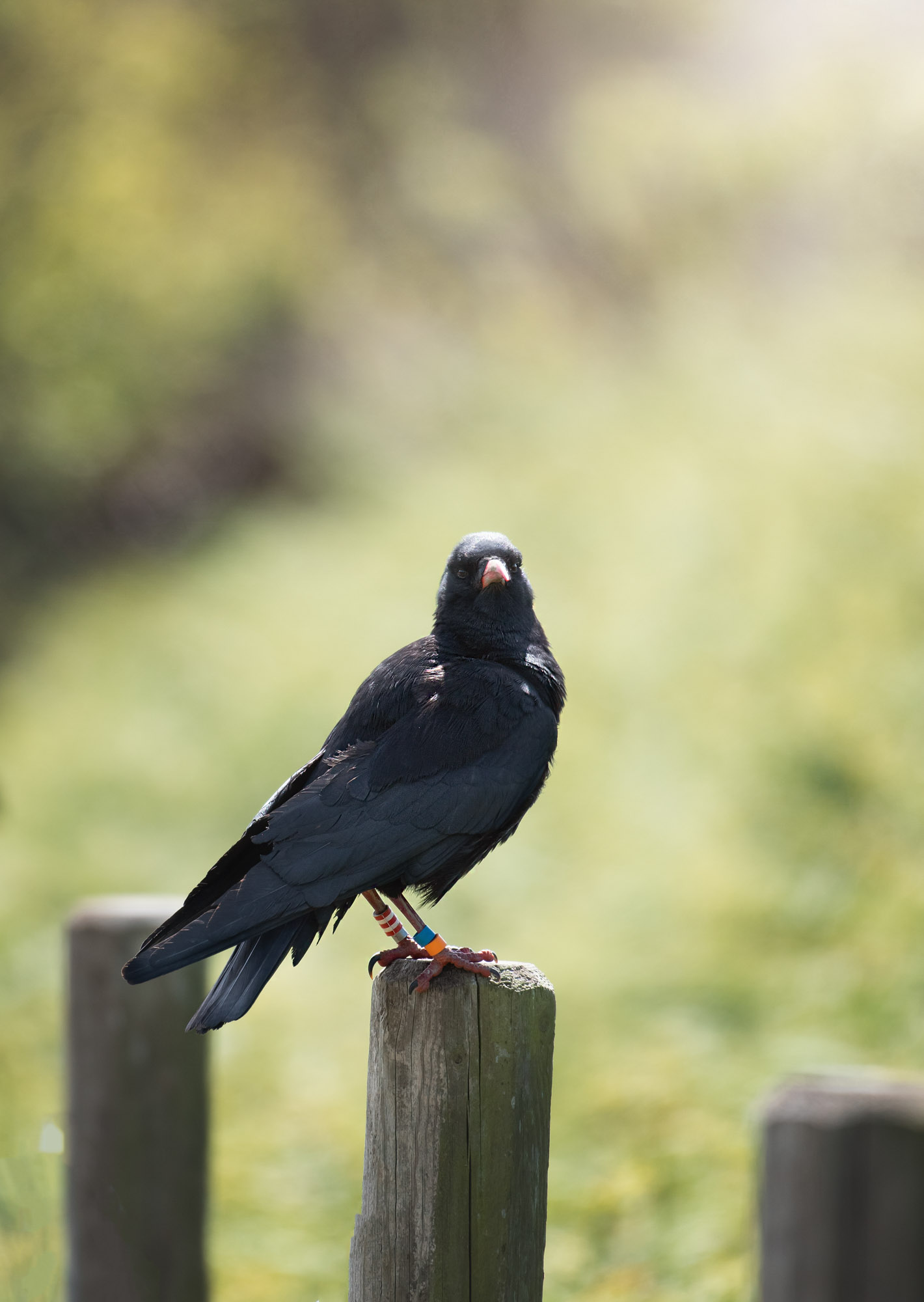 Red-billed chough perched on a fence post