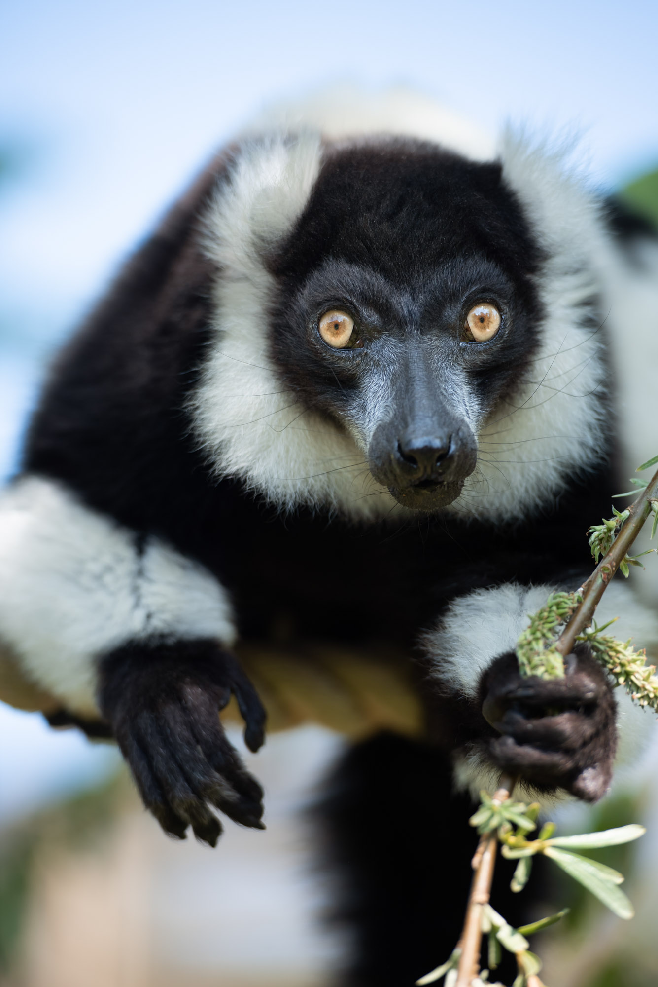 Black And White Ruffed Lemurs At Jersey Zoo | Durrell