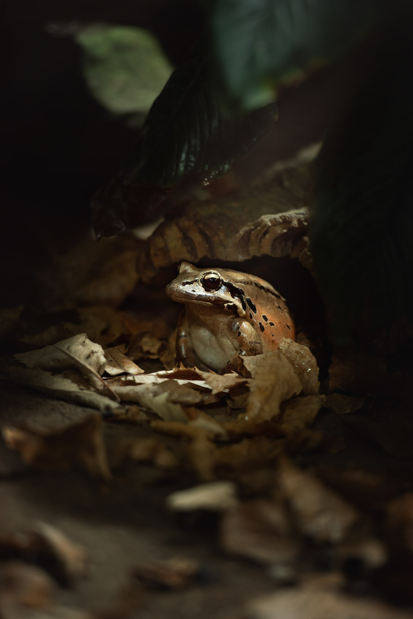 Mountain chicken frog at Jersey Zoo