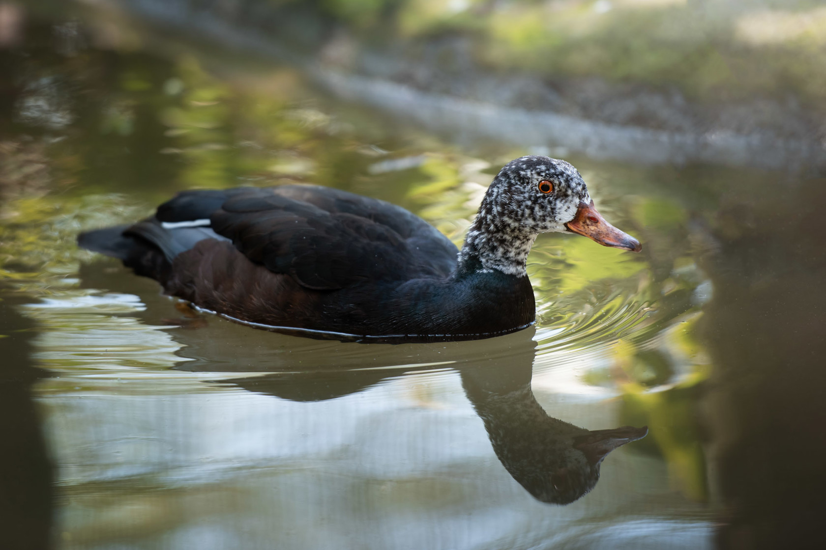 White Winged Duck 2021 04