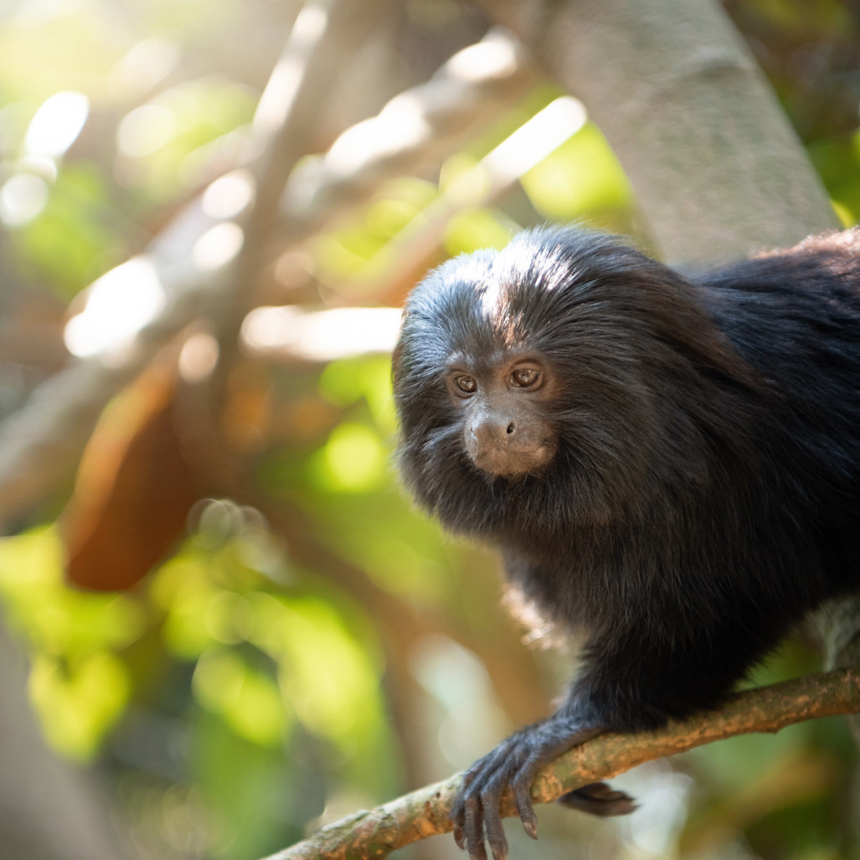 Black lion tamarin moves across a branch