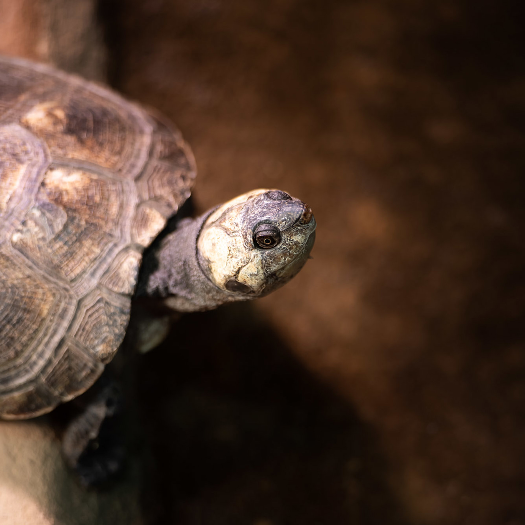 Madagascar Giant Side Necked Turtle at Jersey Zoo