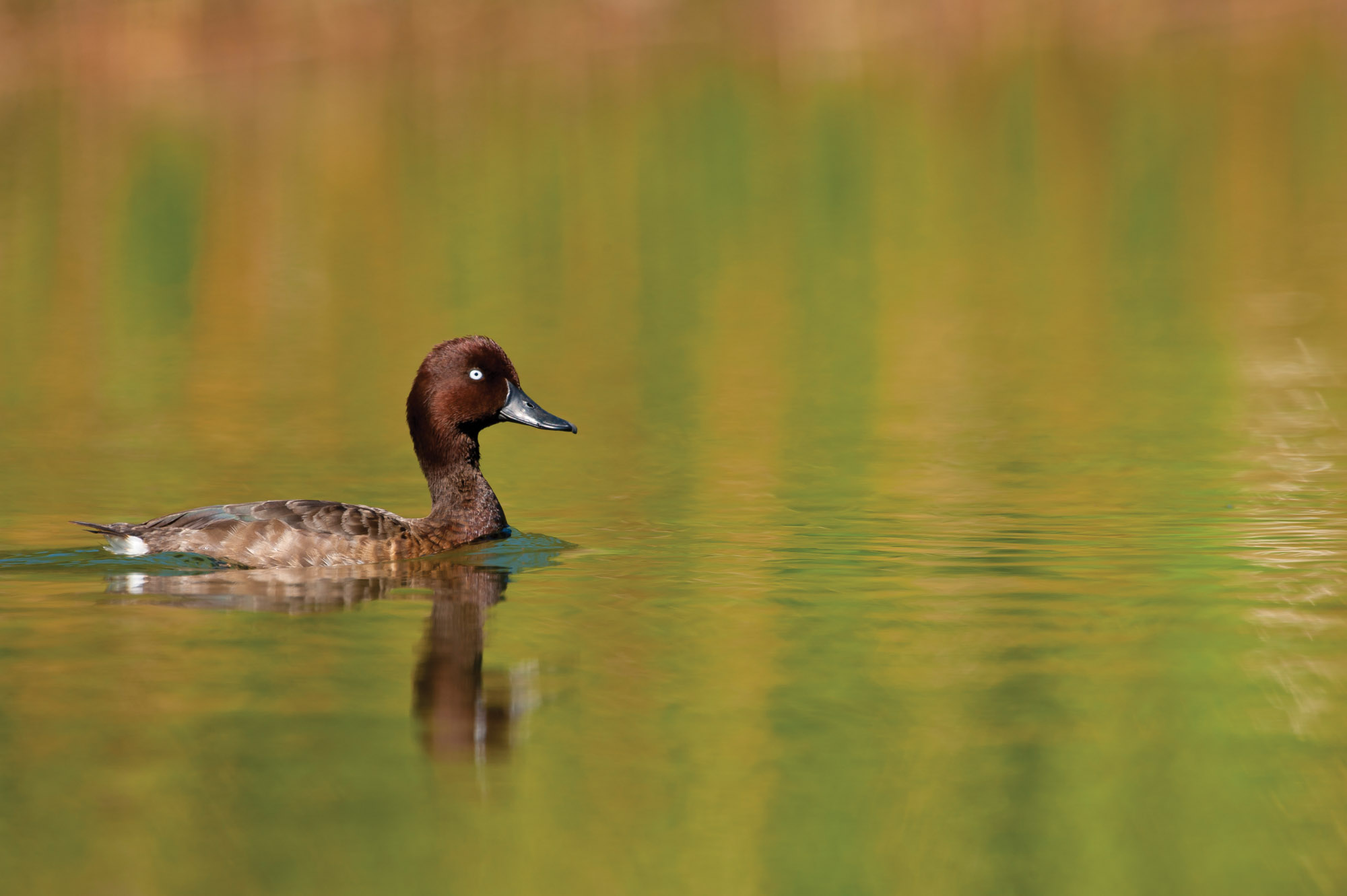 Pochard Wild Life 2020 Vol1 2010 Iñaki Relanzon 10