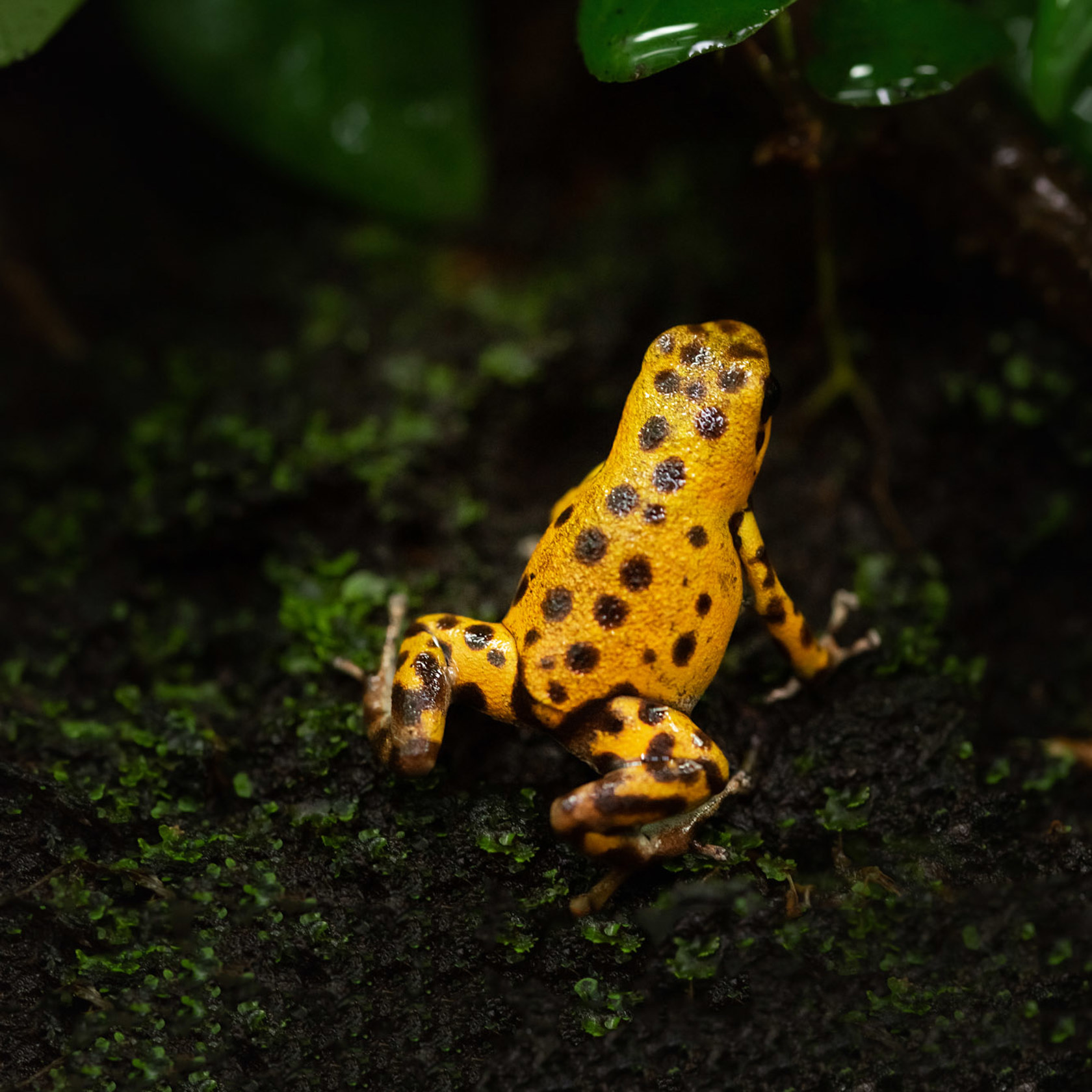 Strawberry Poison Frog 2021 05