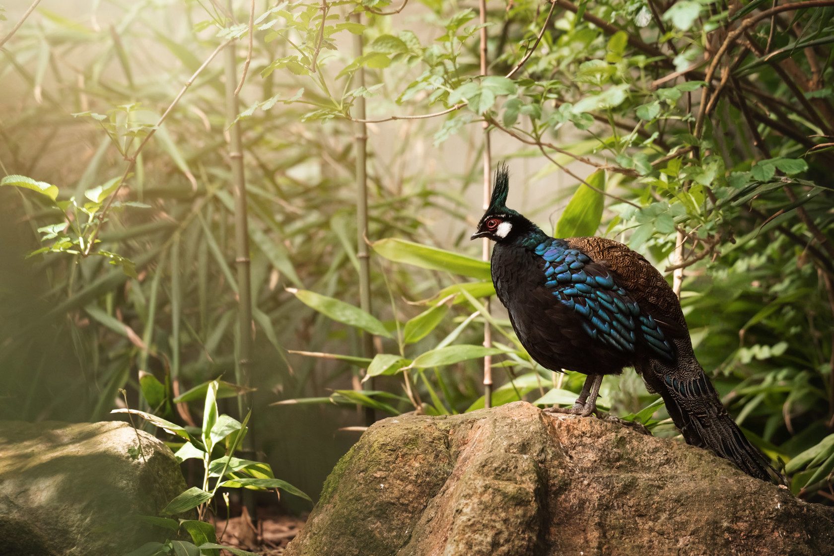 Palawan Peacock Pheasant 2021 01