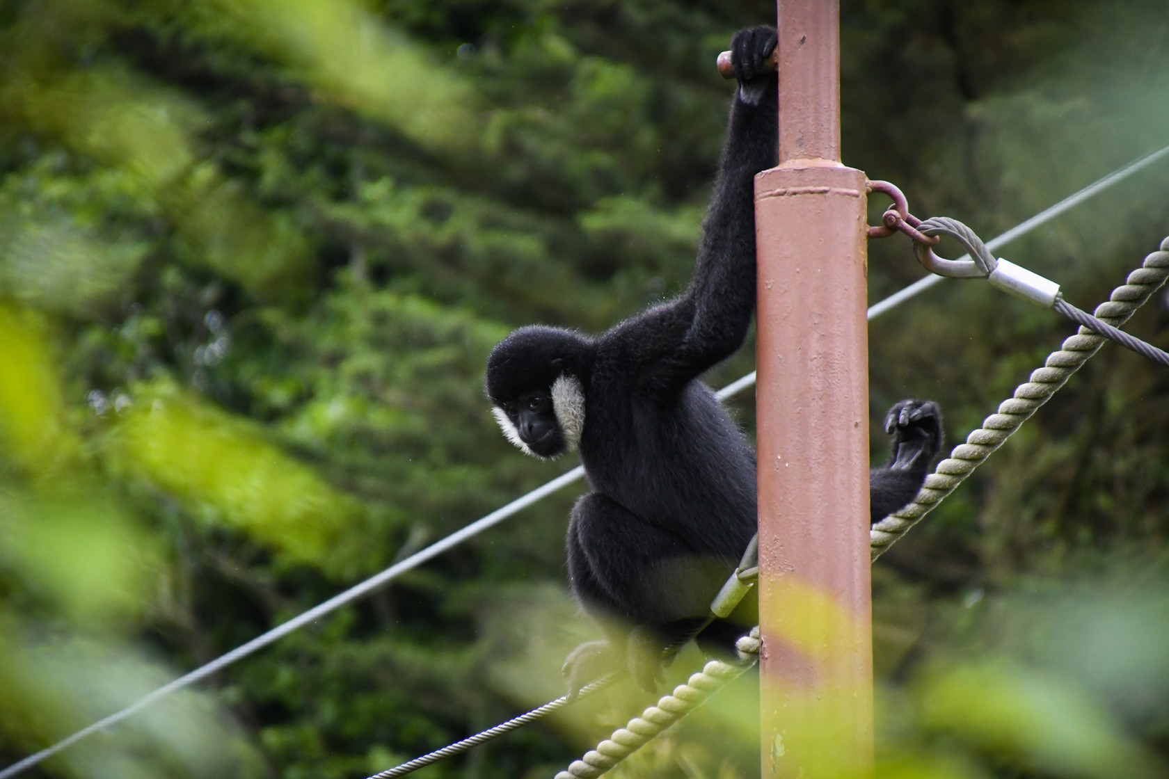 20220525 Genta Northern White Cheeked Gibbon Emma Caton 020