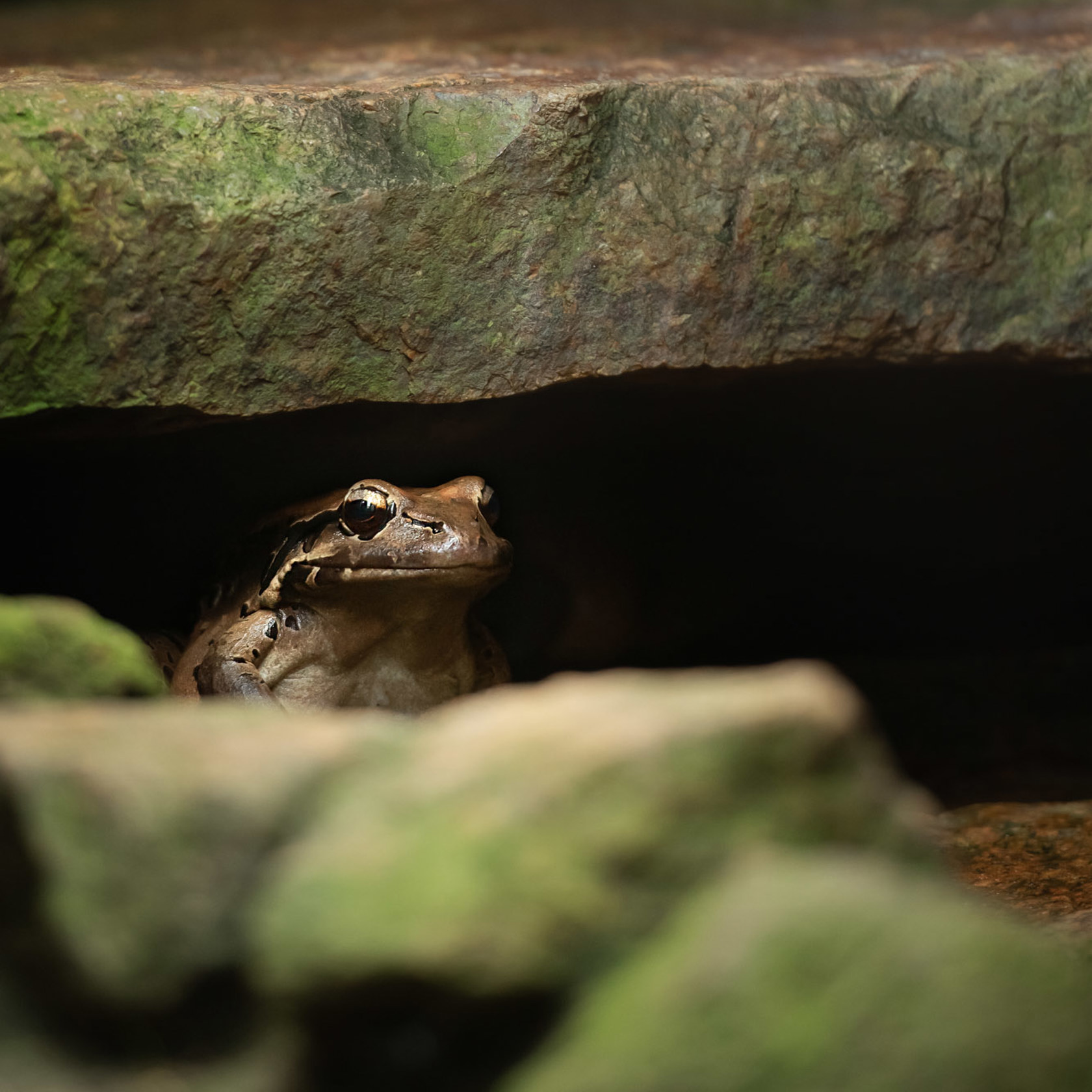 Mountain chicken frog sits under a rocky ledge