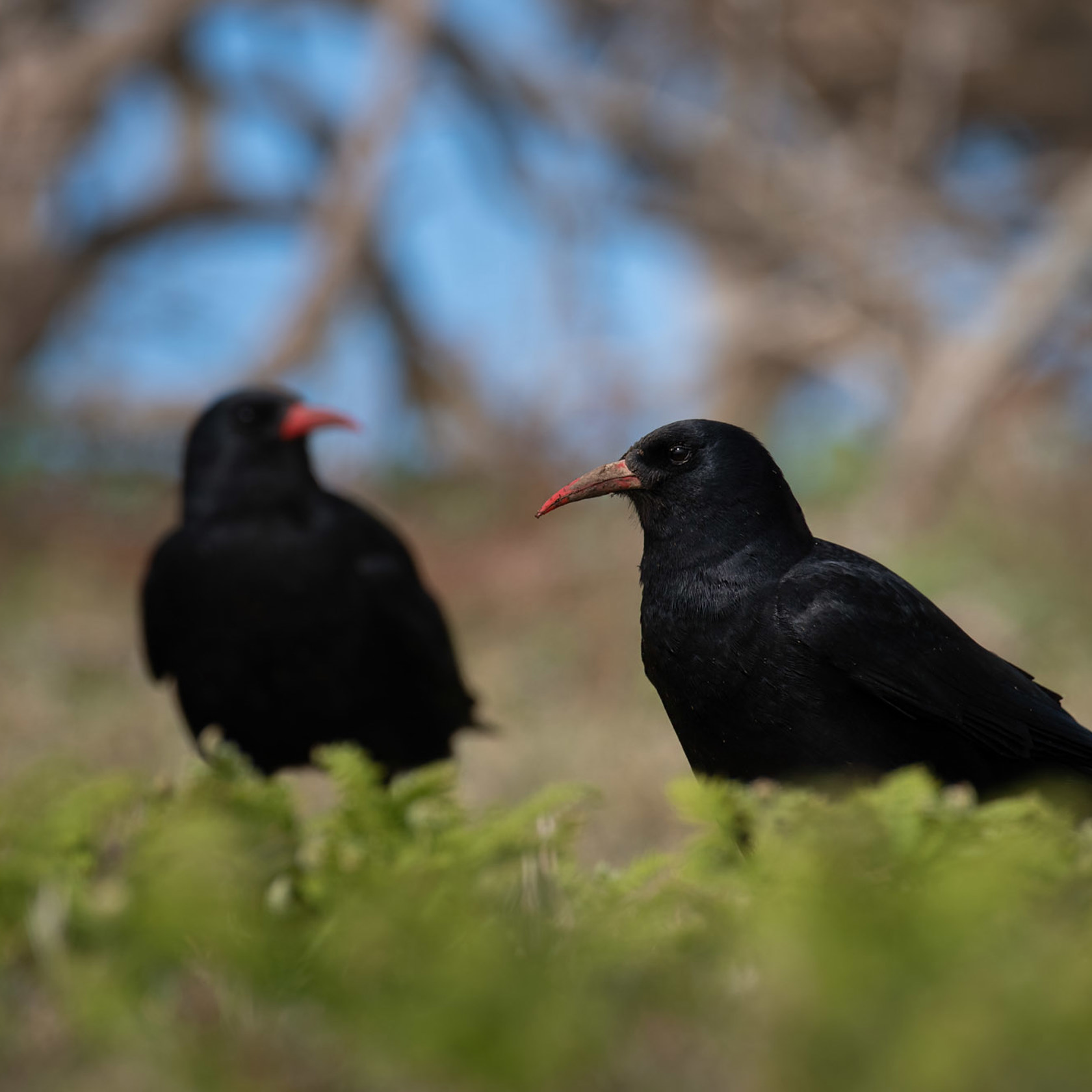 Choughs At Sorel 2021 09