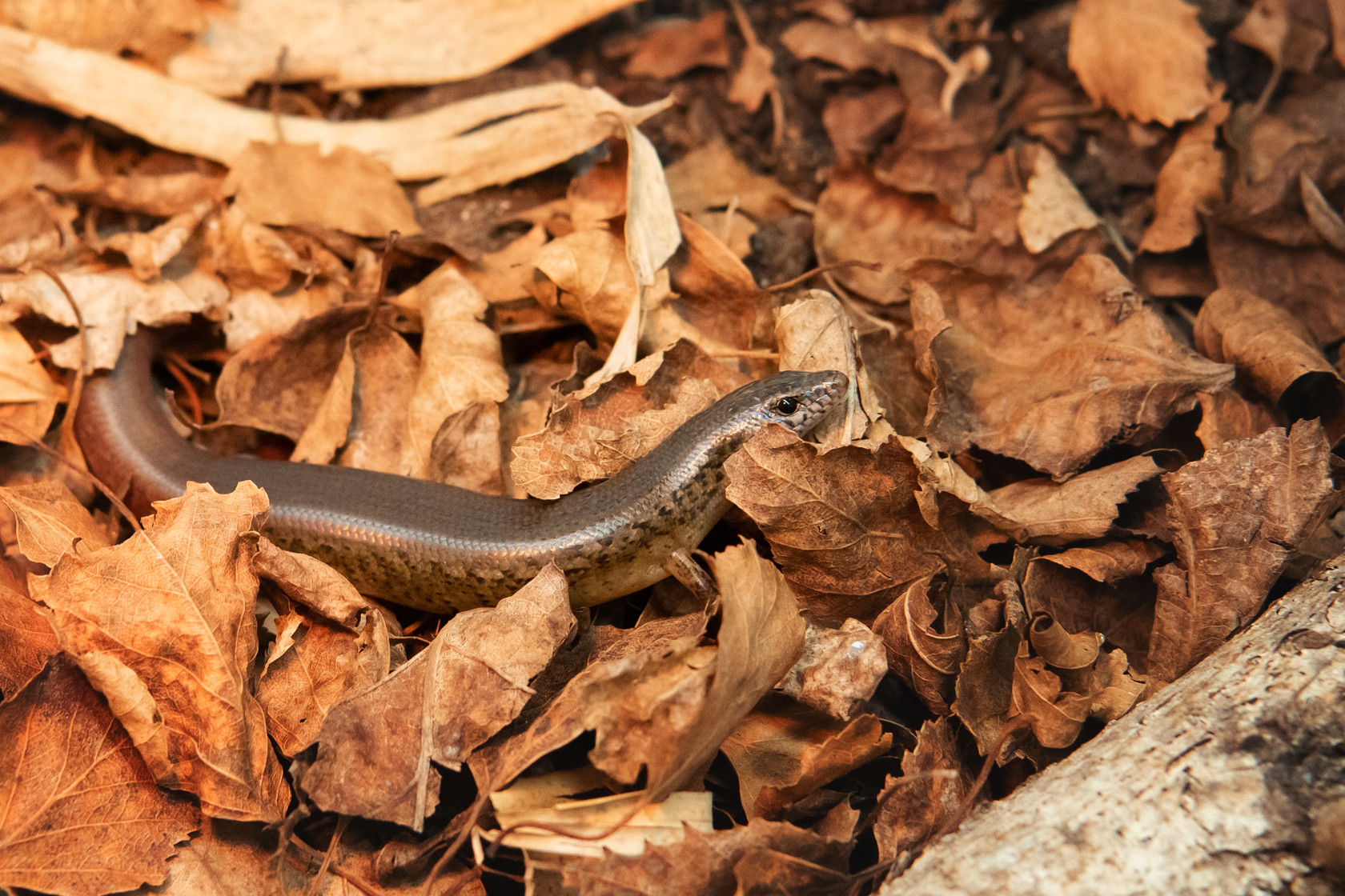 Orange Tailed Skink 2021 06