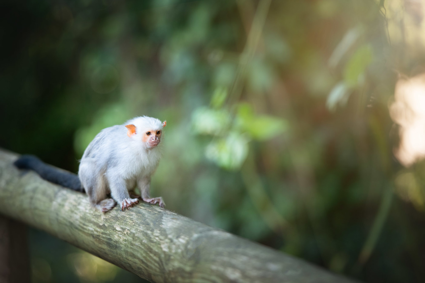 Silvery Marmoset 2021 03