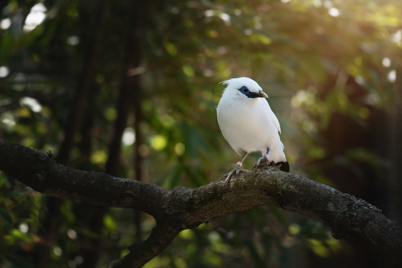 Bali Starling 2021 01