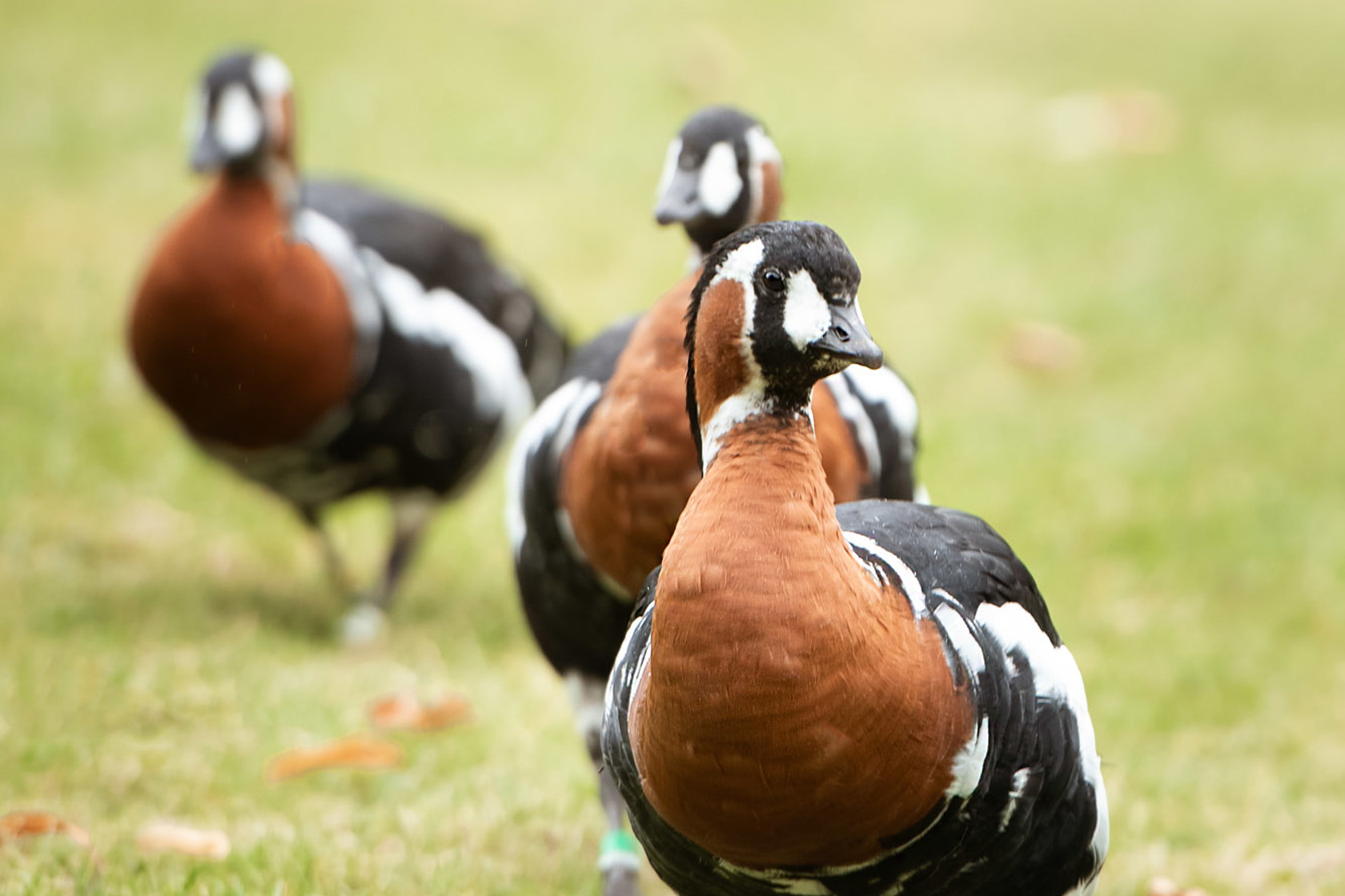 Red Breasted Goose 2021 03