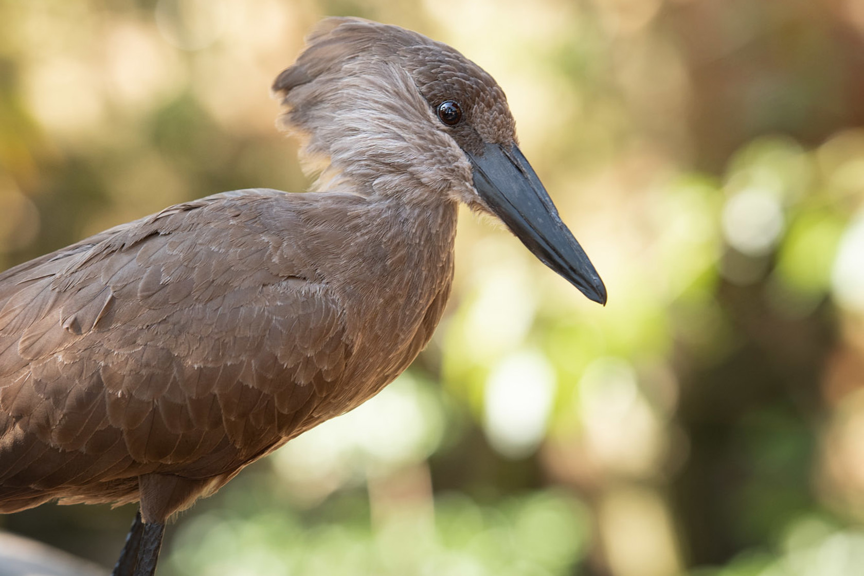 Hamerkop 2021 03