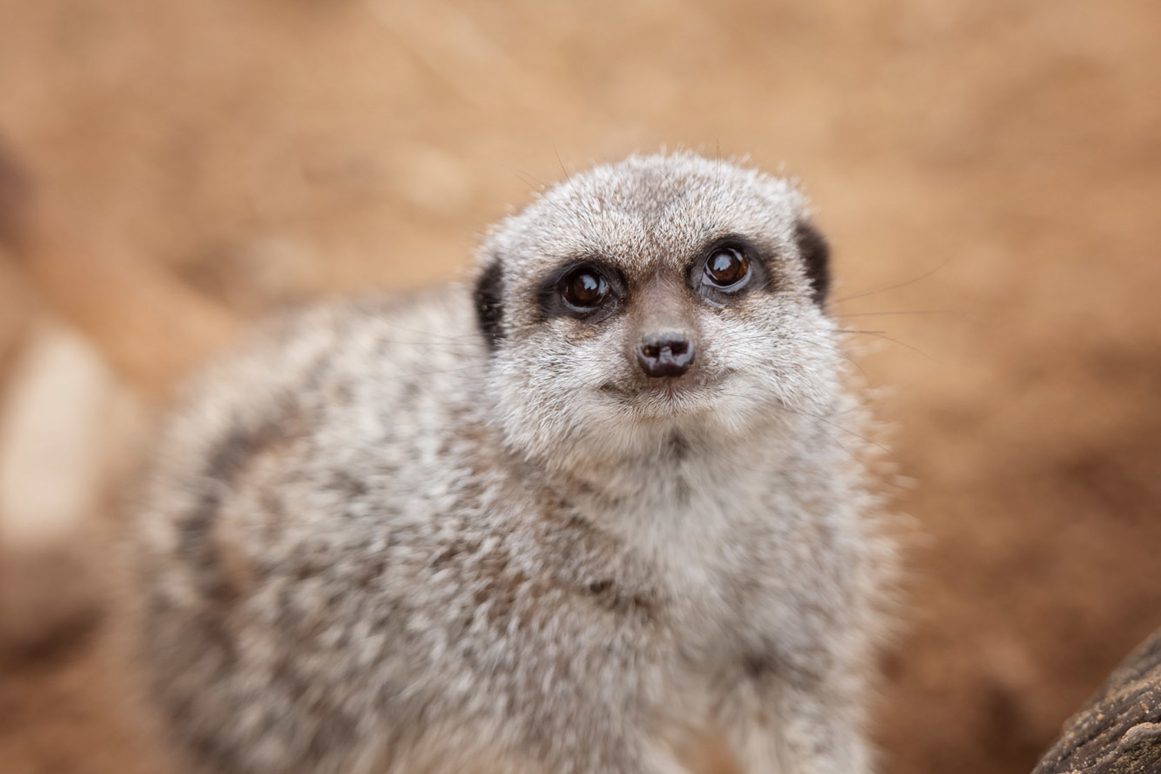 Slender Tailed Meerkat 2021 01