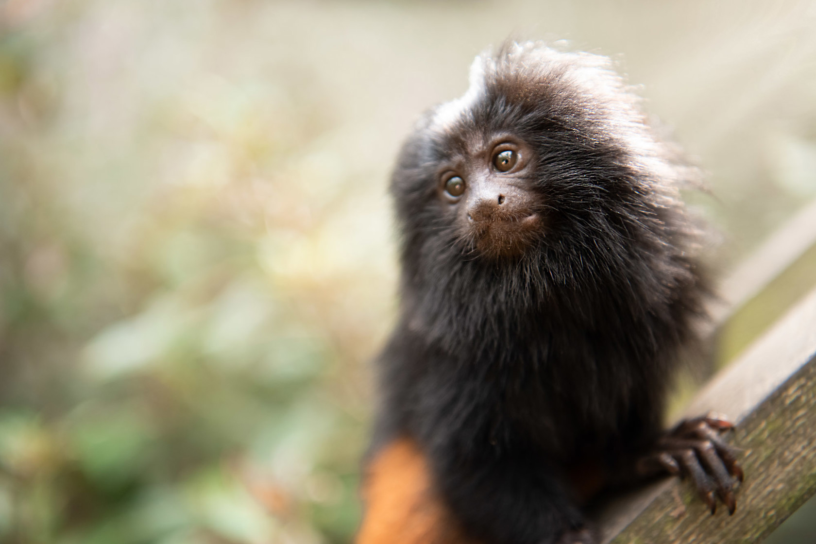 Black lion tamarin at Jersey Zoo