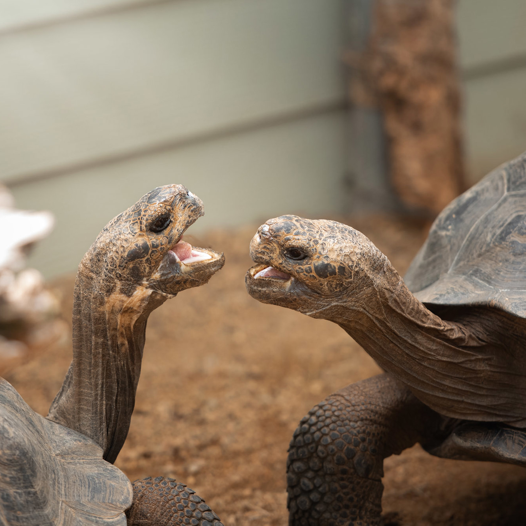 Galapagos Giant Tortoise 2021 03