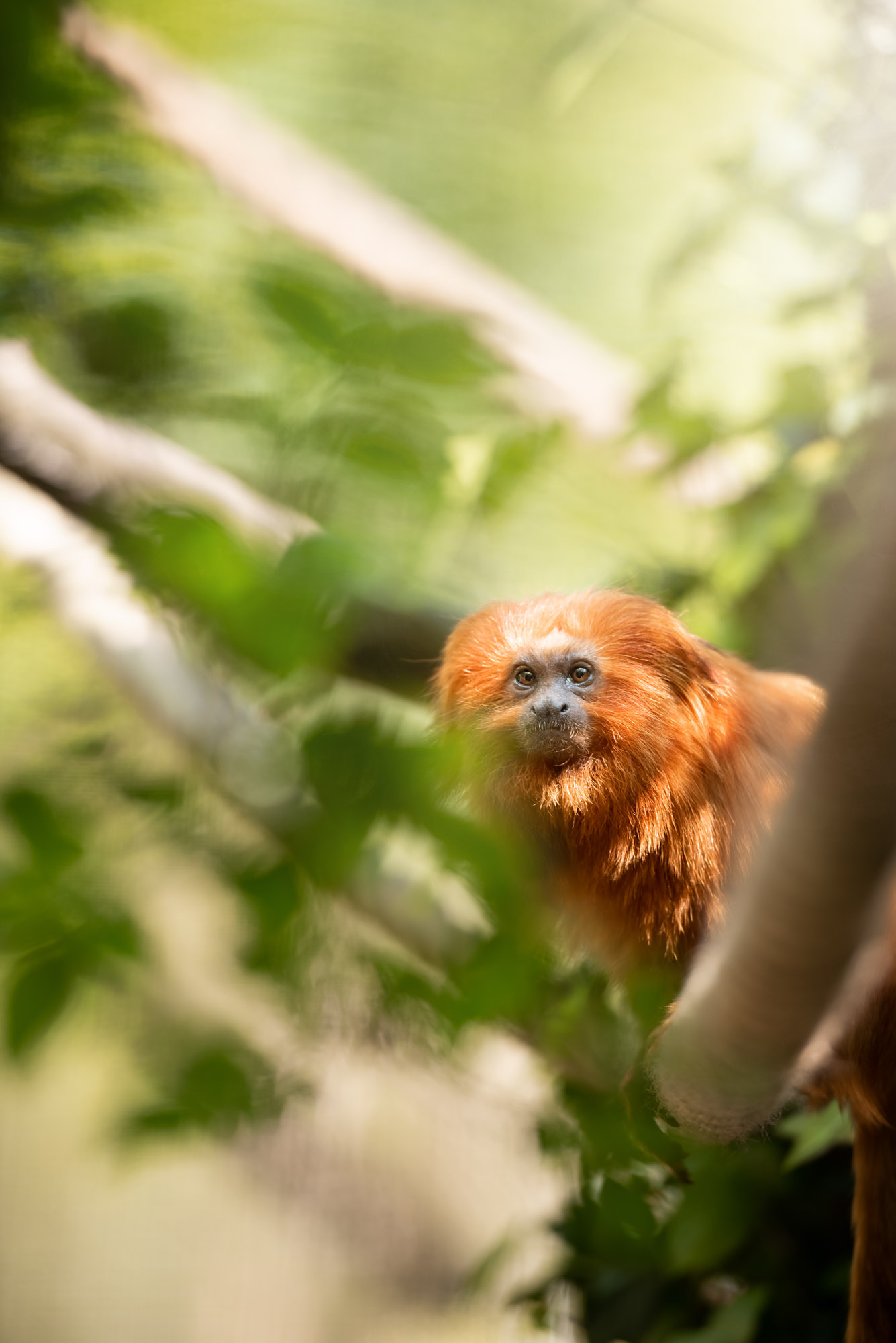 Golden Lion Tamarins At Jersey Zoo Durrell   Golden Lion Tamarin 2021 02 