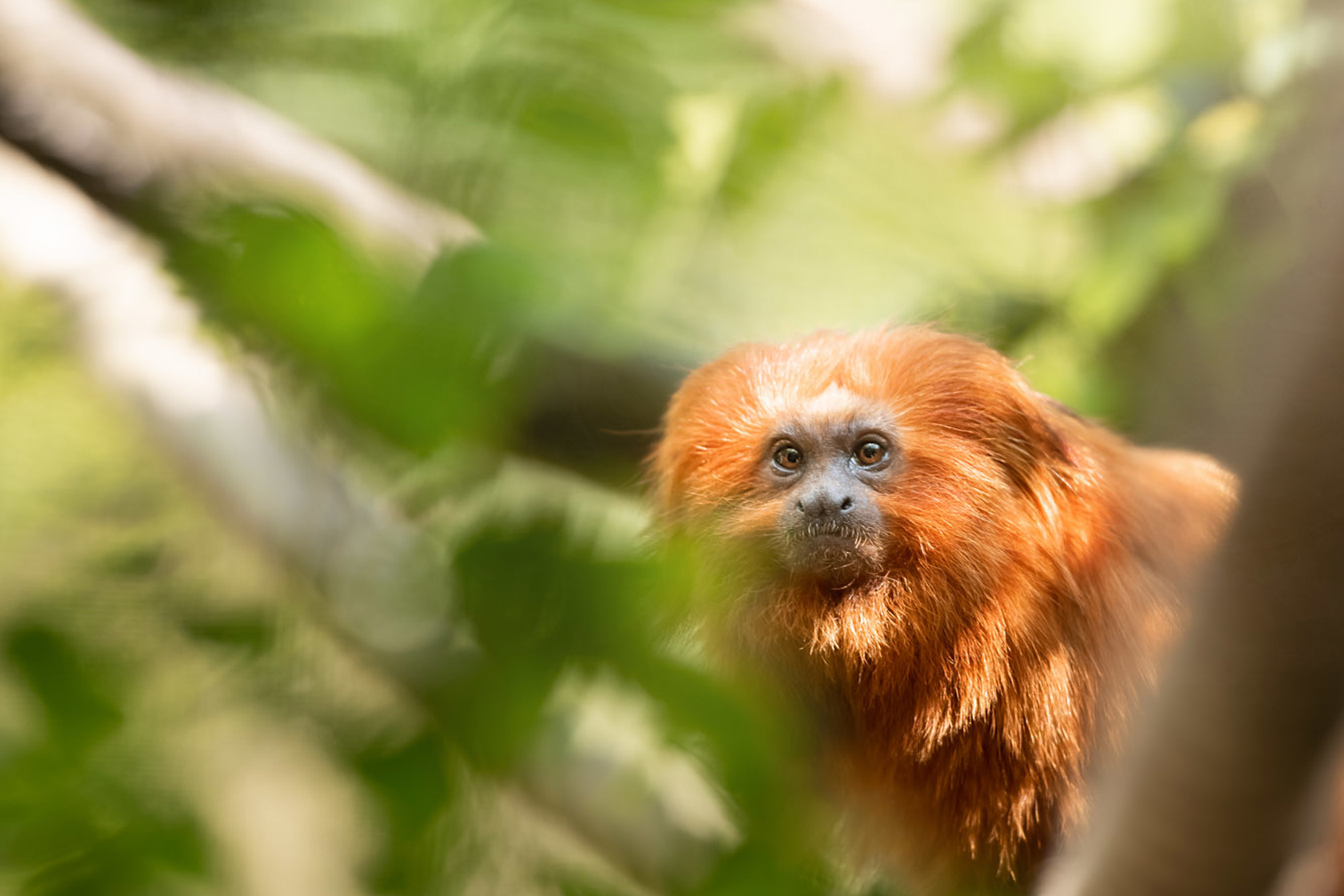 Golden Lion Tamarin 2021 02