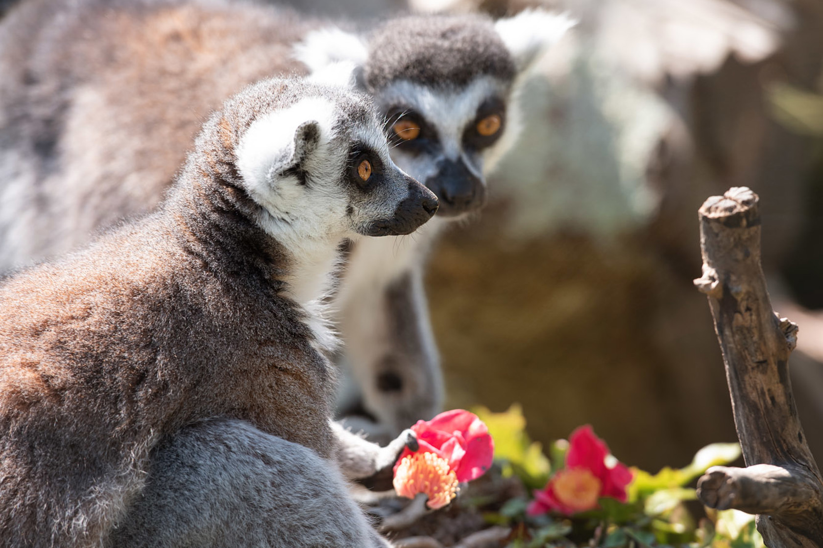 Ring Tailed Lemur 2021 07