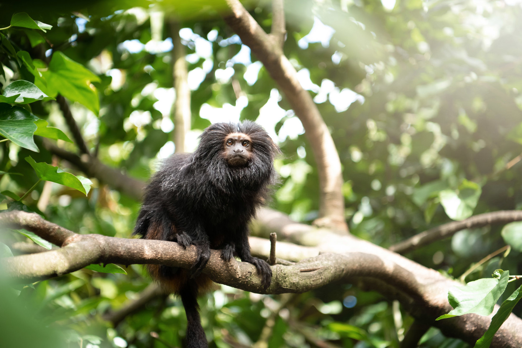 Black Lion Tamarin 2020 02