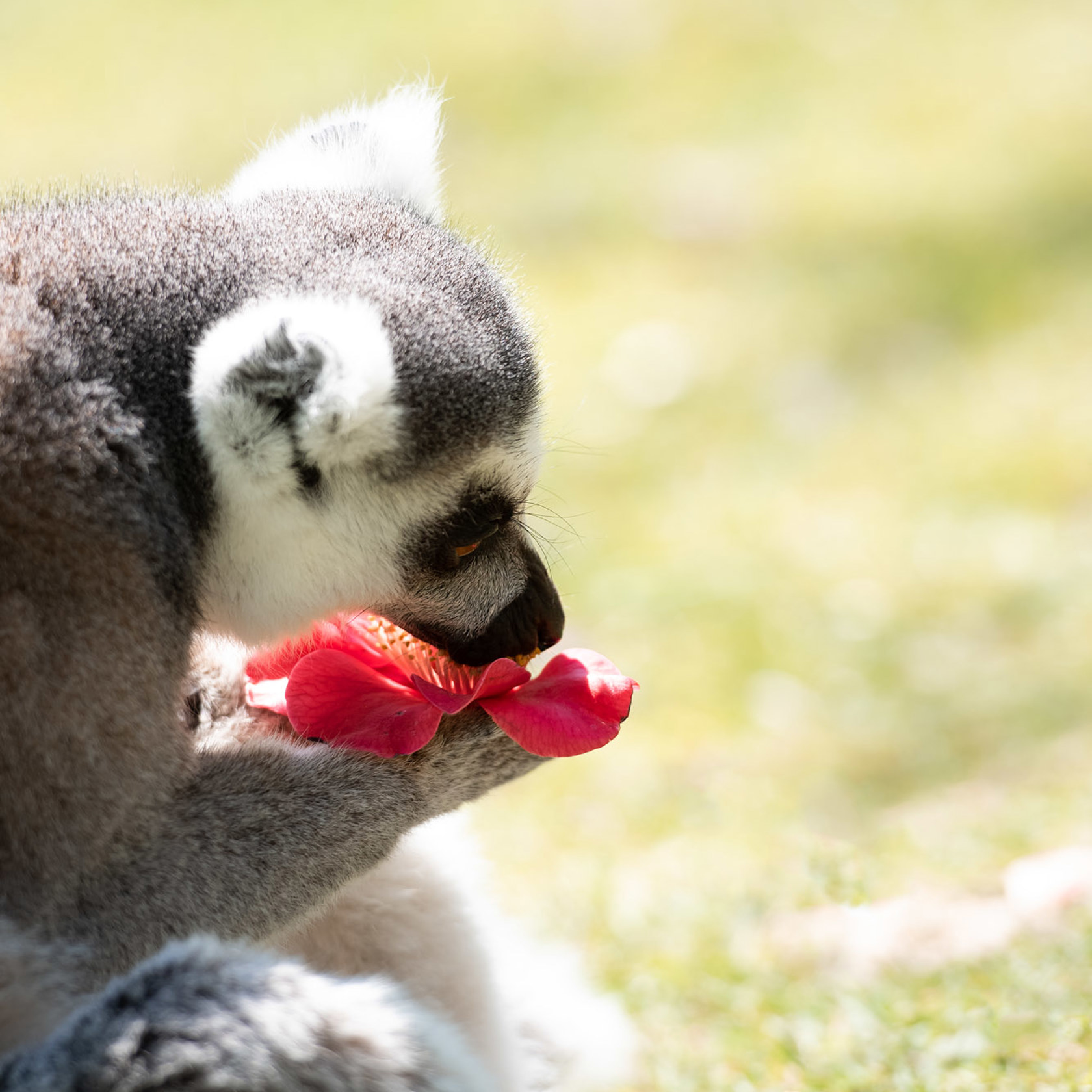 Ring Tailed Lemur 2021 04