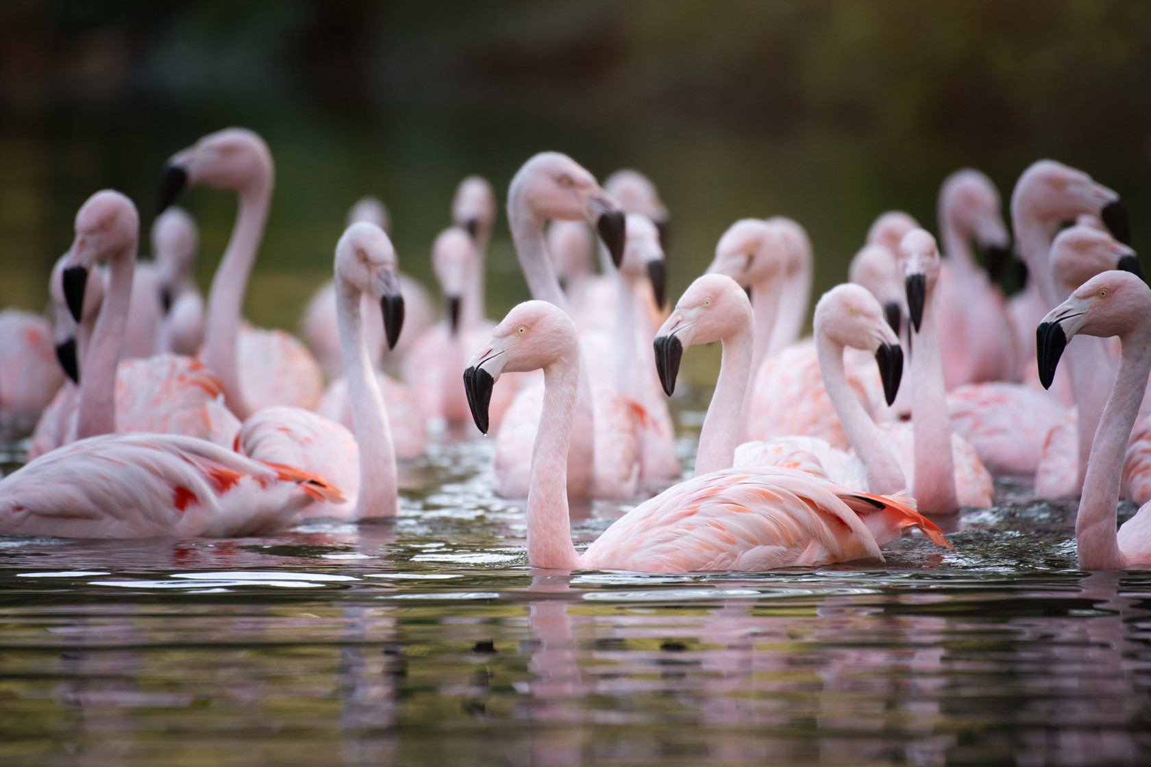 Flamingos on the water at Jersey Zoo