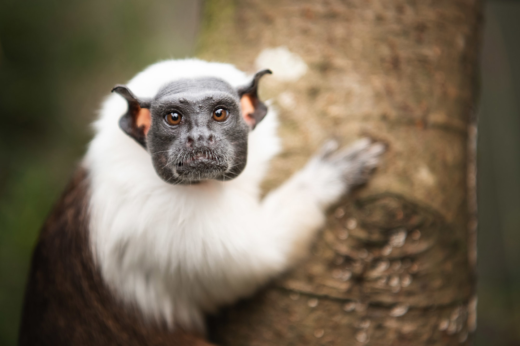 Pied Tamarin 2020 08