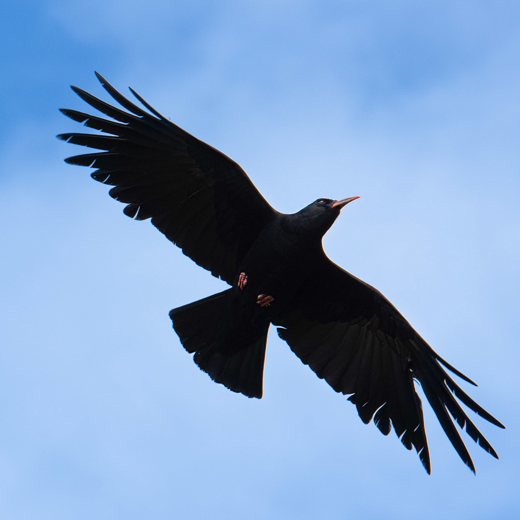 Chough in flight