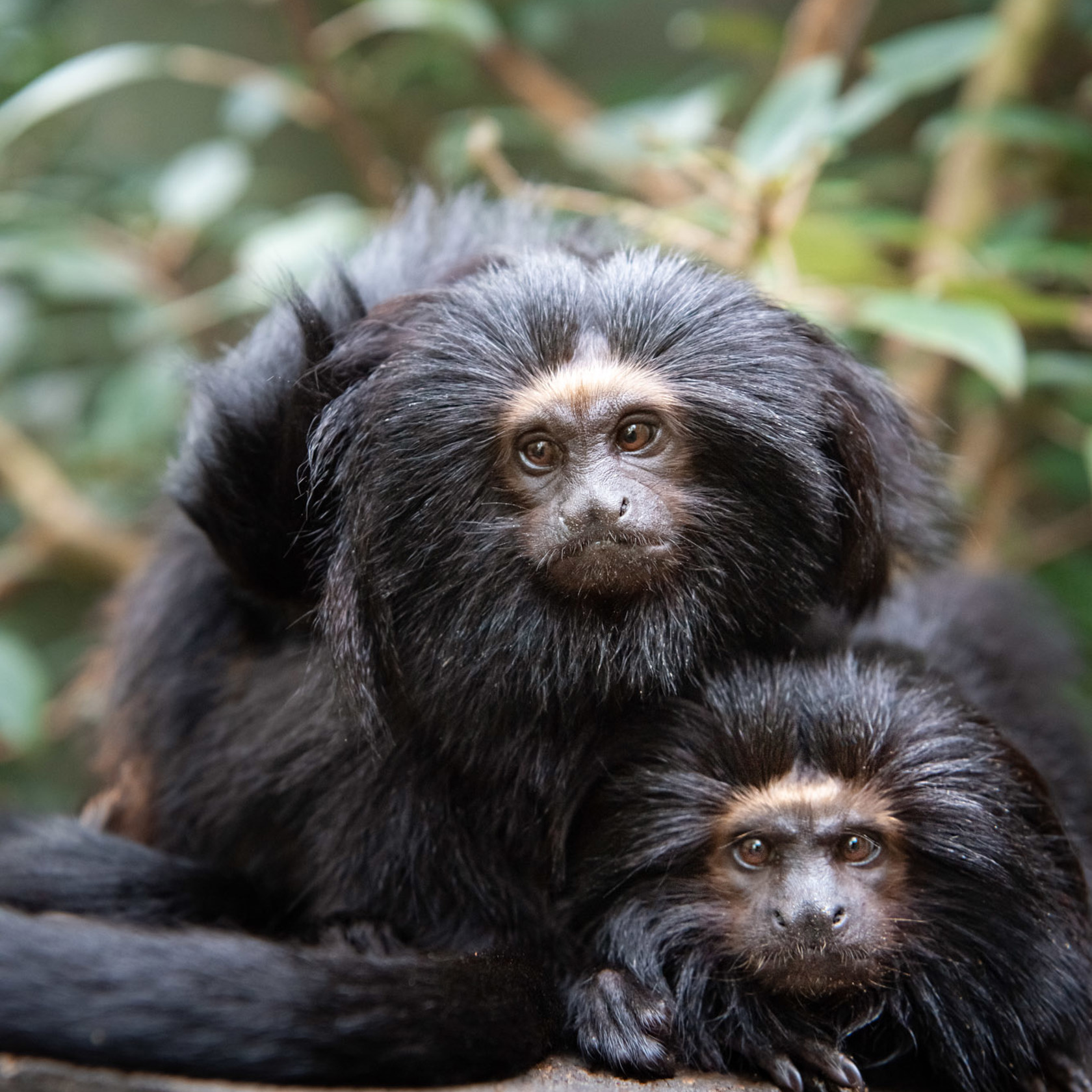 Black Lion Tamarin 2020 03