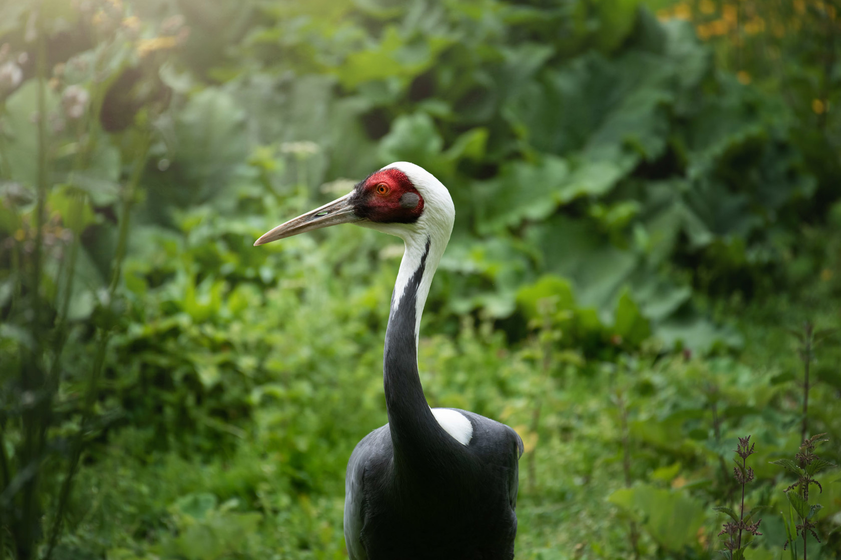 White Naped Crane 2021 03