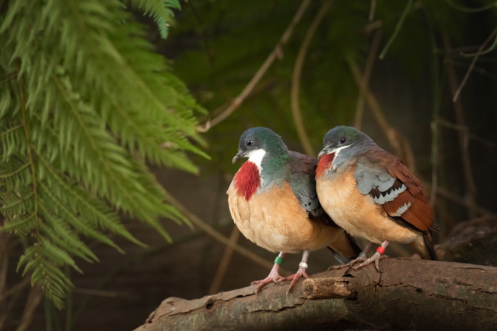 Mindanao Bleeding Heart 2021 05