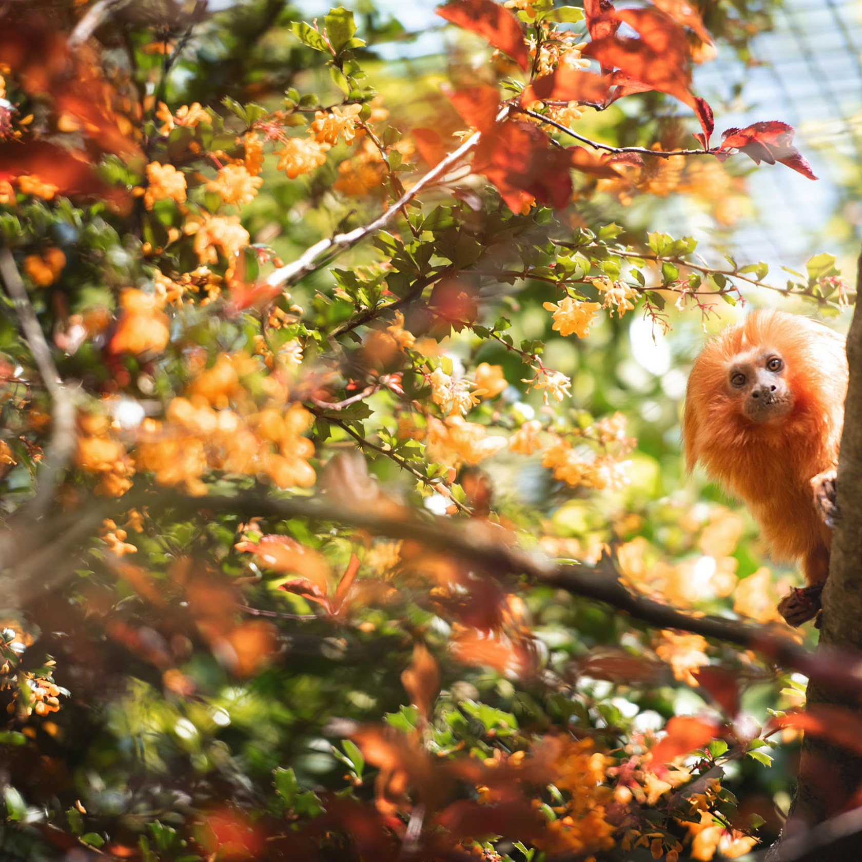 Golden Lion Tamarin 2021 08