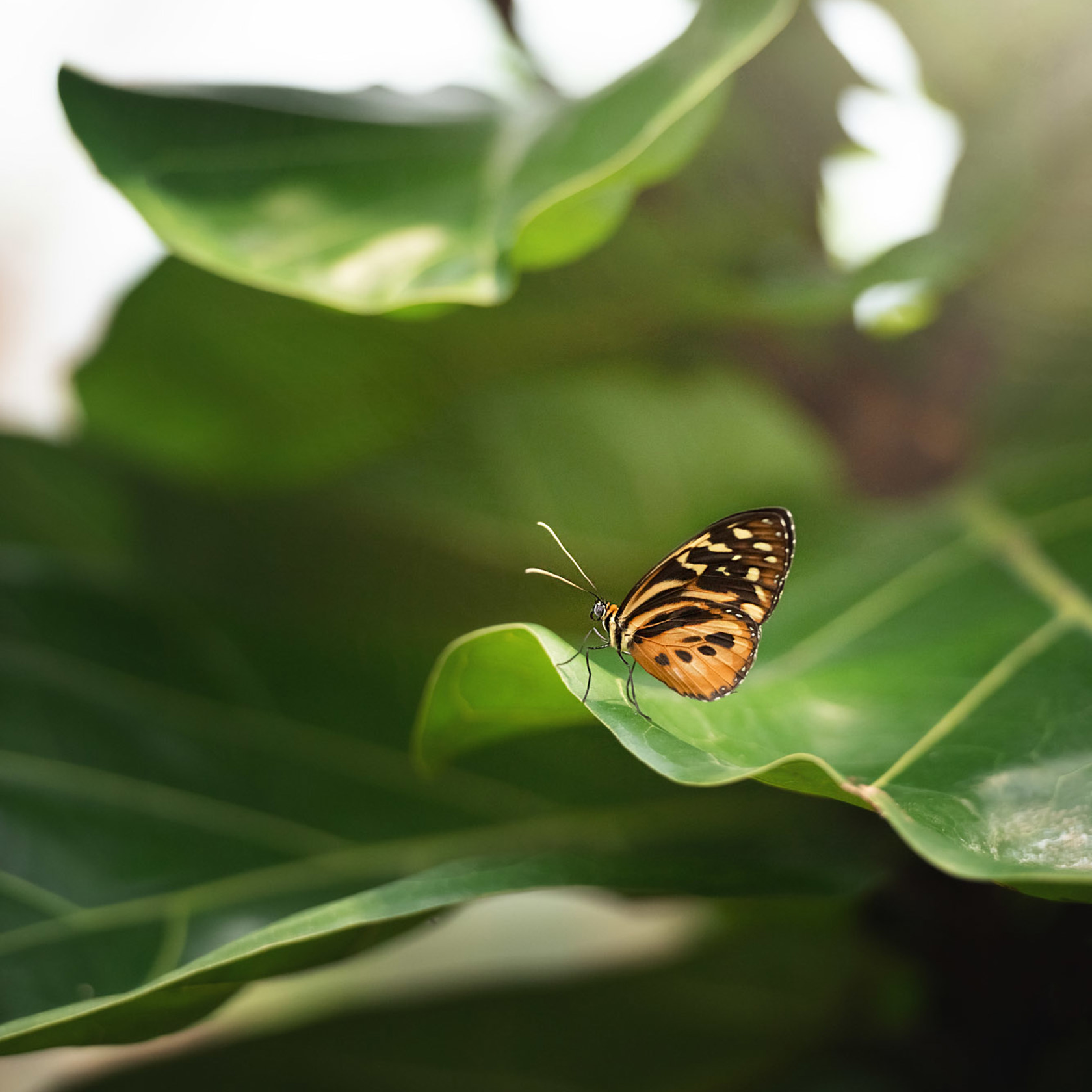 Butterfly House 2021 02