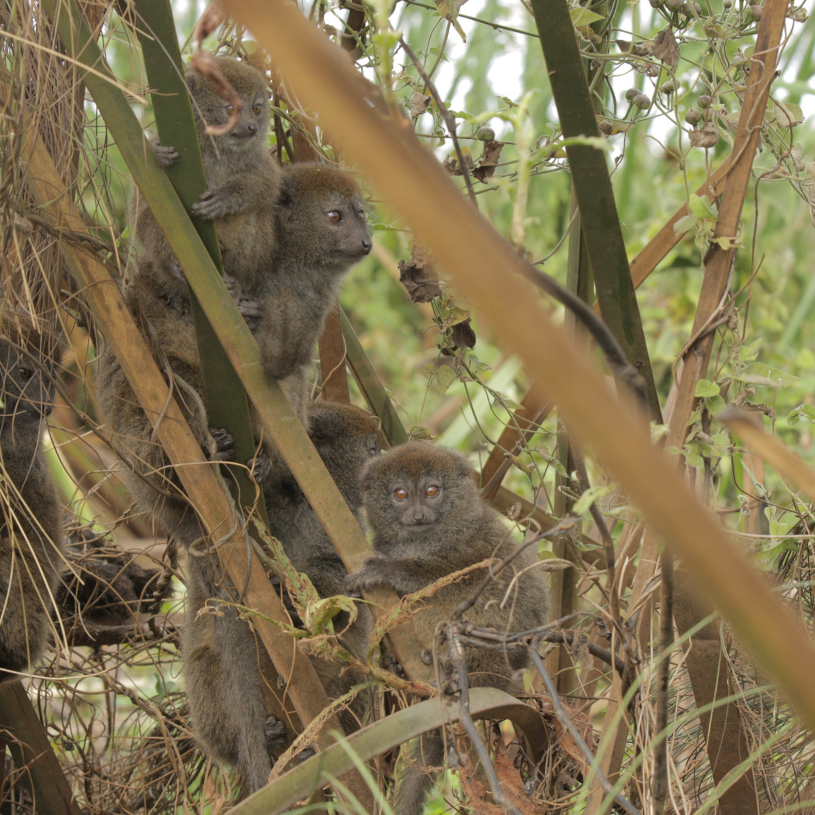 Wild Life Chris Scarffe 2015 06