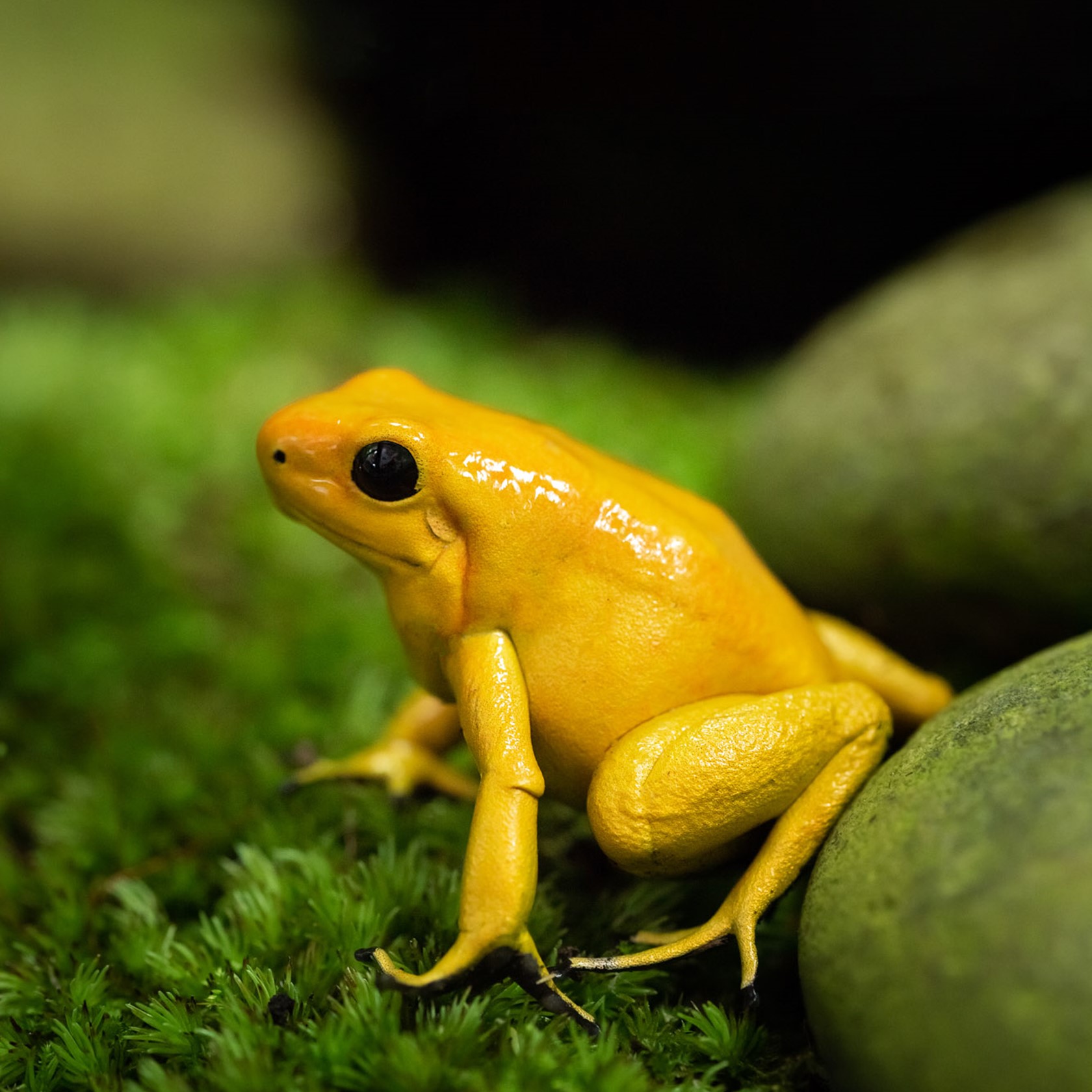 Poison dart frog - Wikipedia