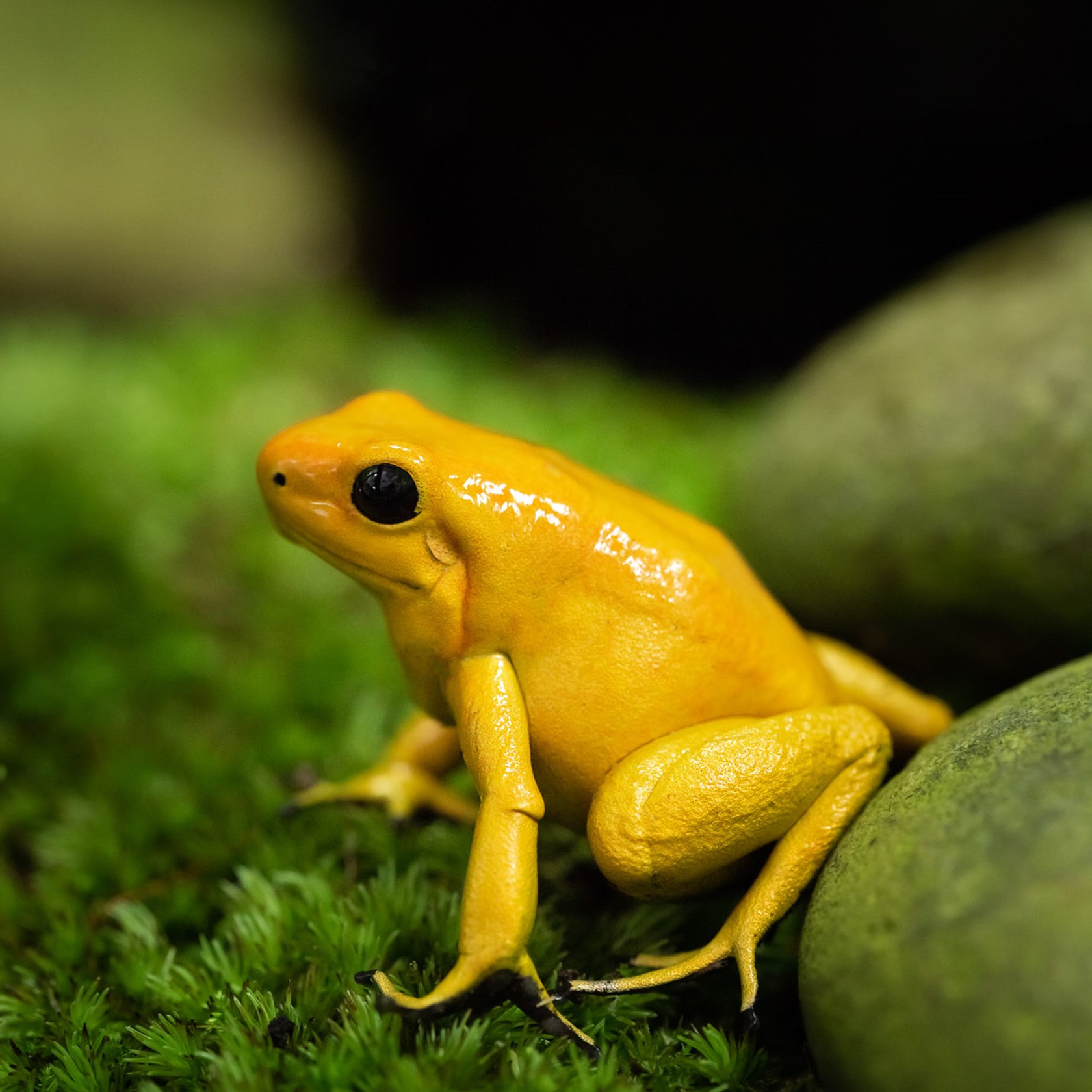 Golden Poison Dart Frog 2021 01